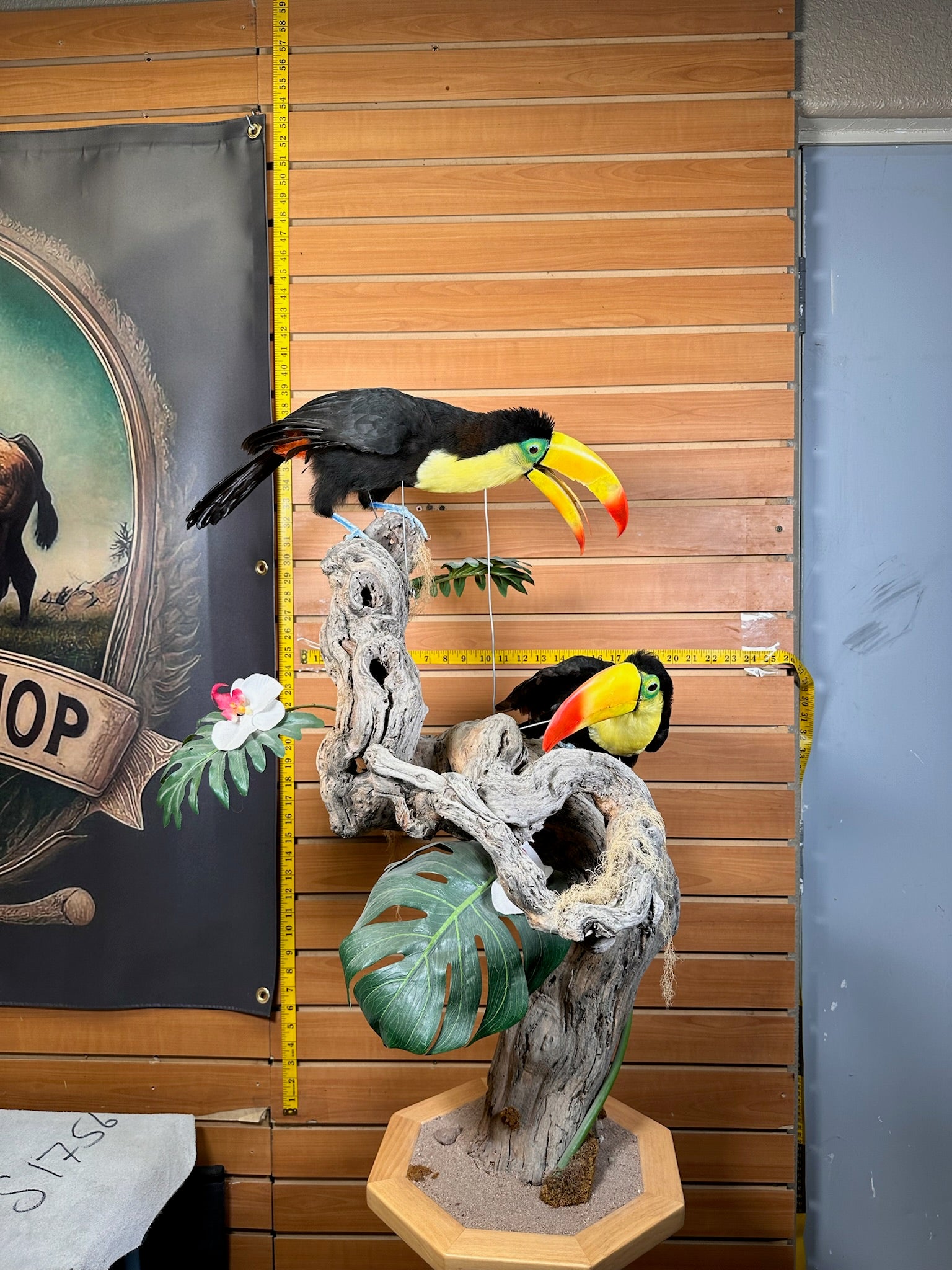 FH739-Keel billed toucans taxidermy mount - captive bred