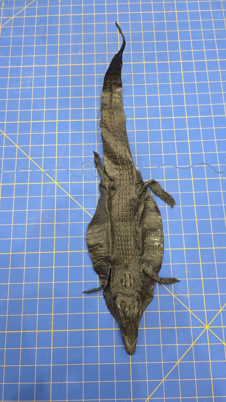 JVN4 - Dyed Alligator Skin Pelt Leather