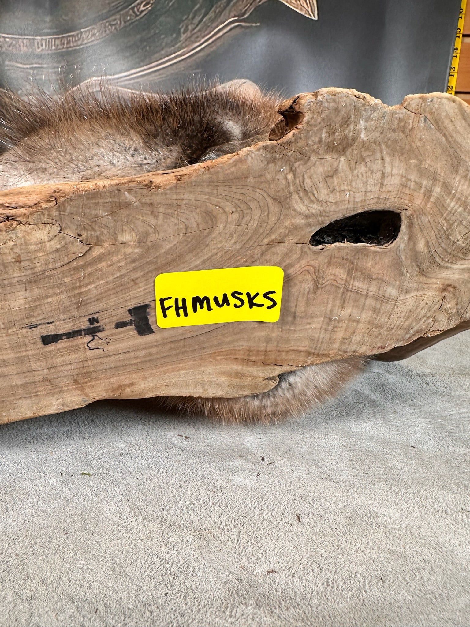 FHMUSK5- Beautiful Muskrat taxidermy mount