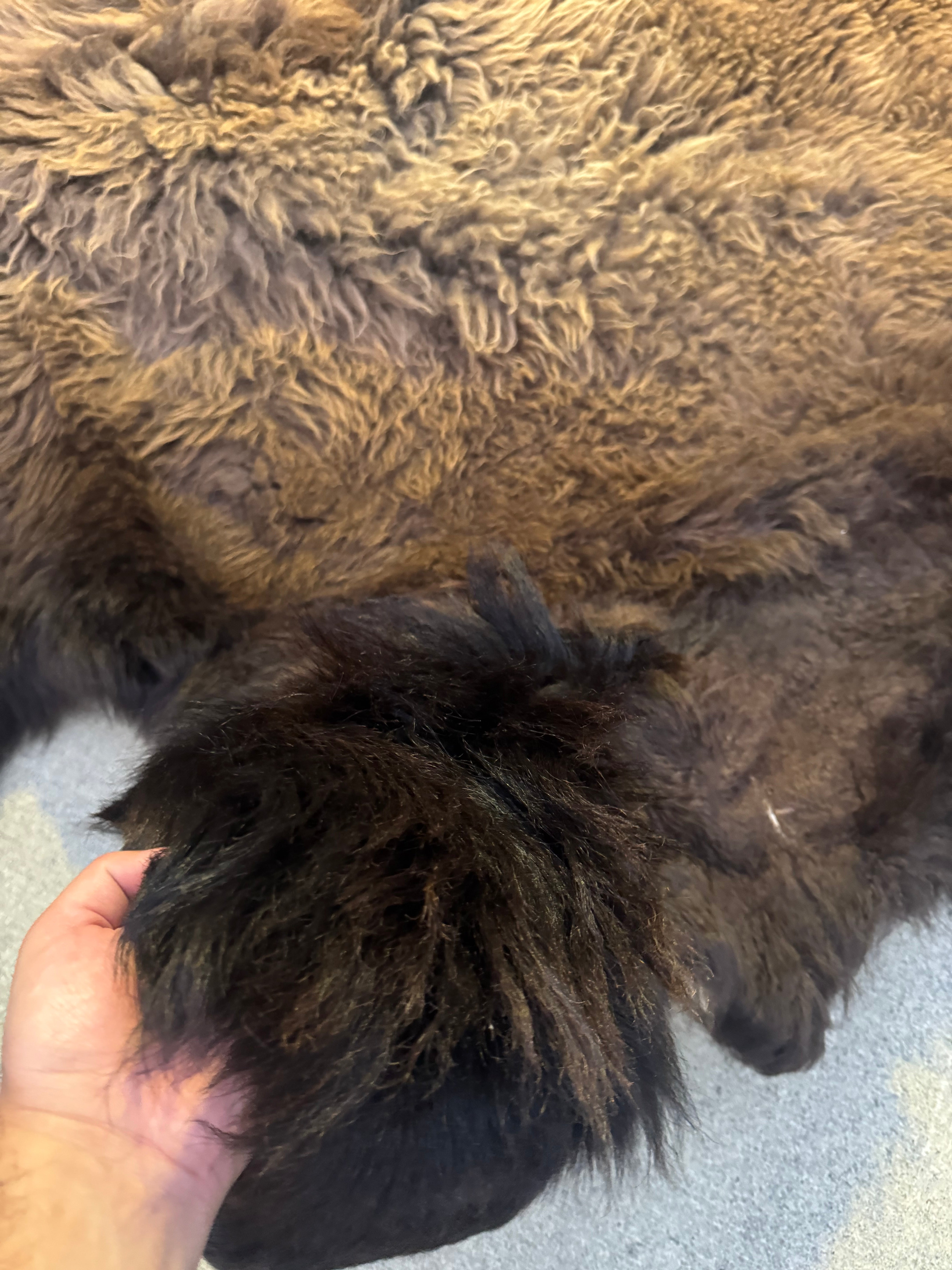 FHWA556 - XXL premium Prime Real Buffalo / Bison Fresh Taxidermy Rug Hide