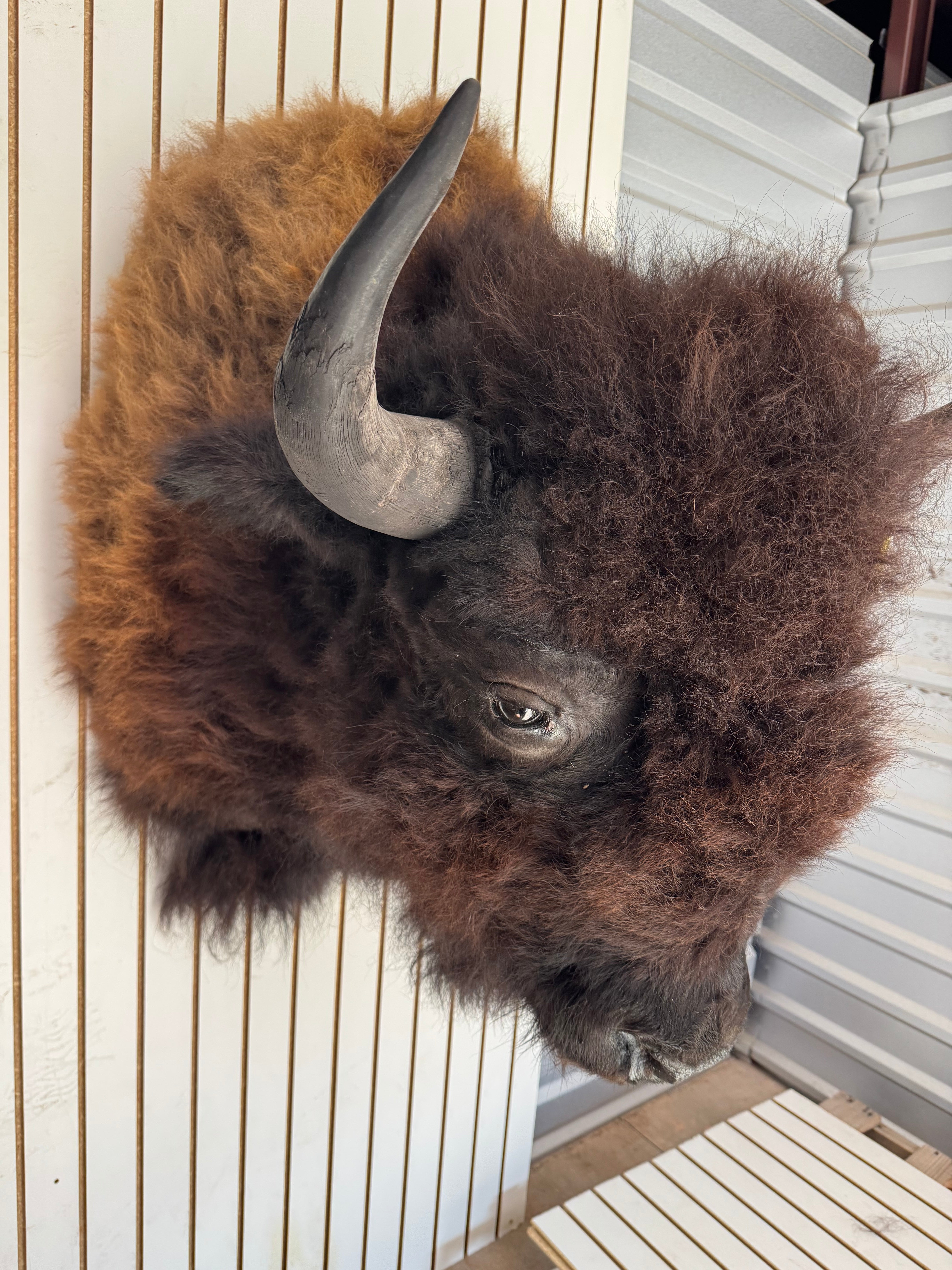 FHDAR352-XL Buffalo Taxidermy Shoulder mount Bull