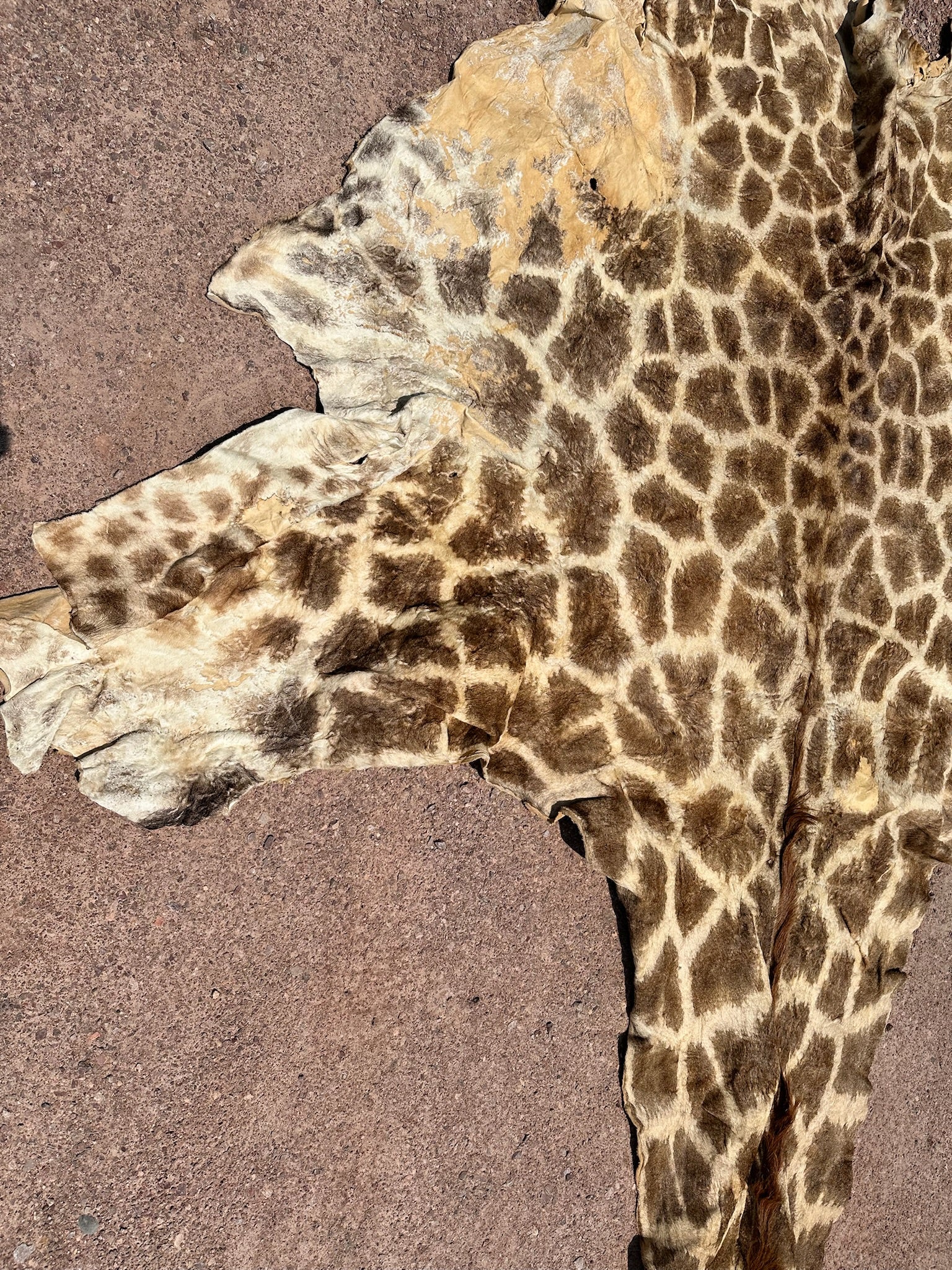 FHGIRAF1- Big Giraffe Tanned Skin Taxidermy