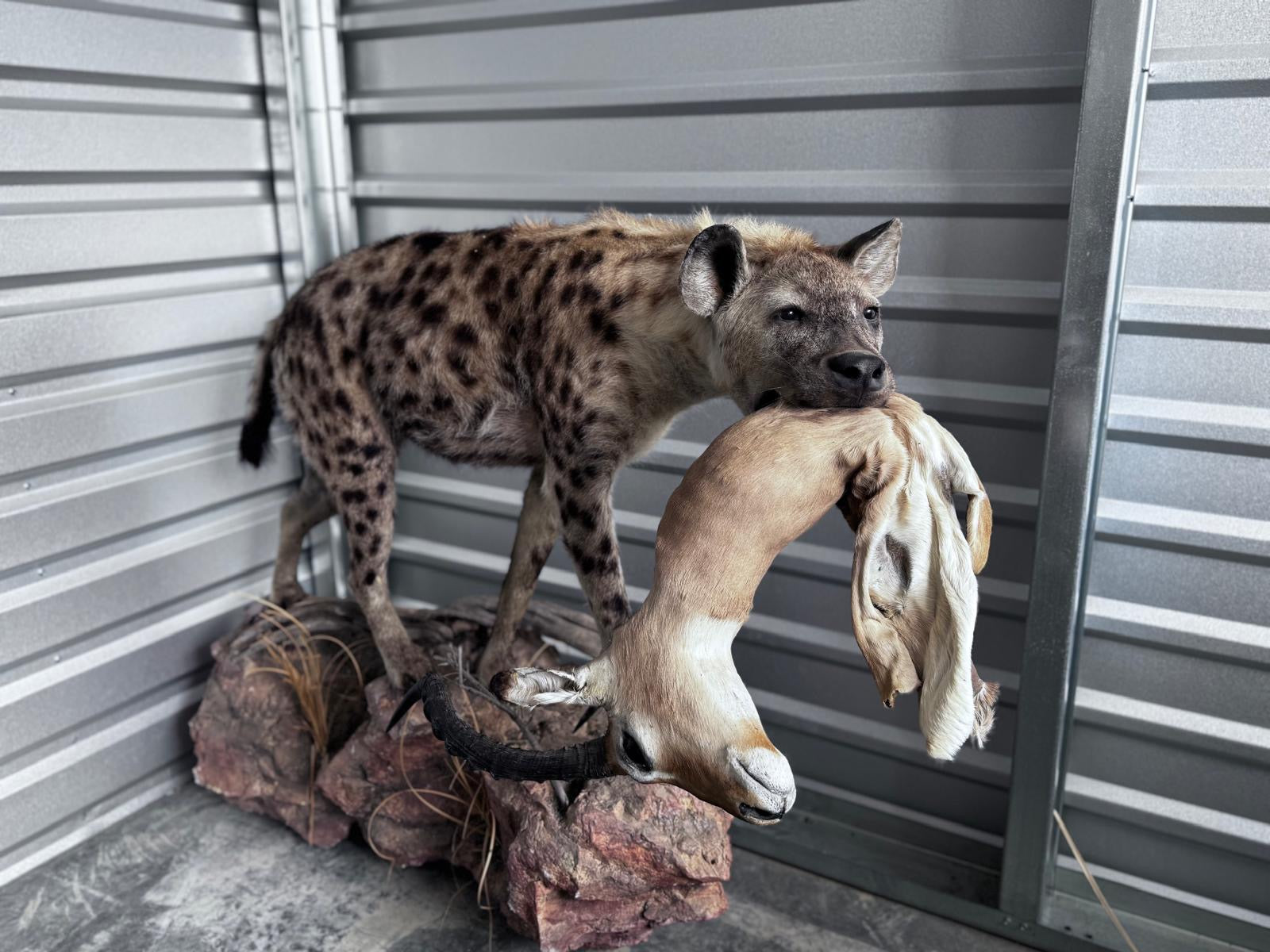 FH163-Spotted Hyena Life-Size Taxidermy African Safari With Prey