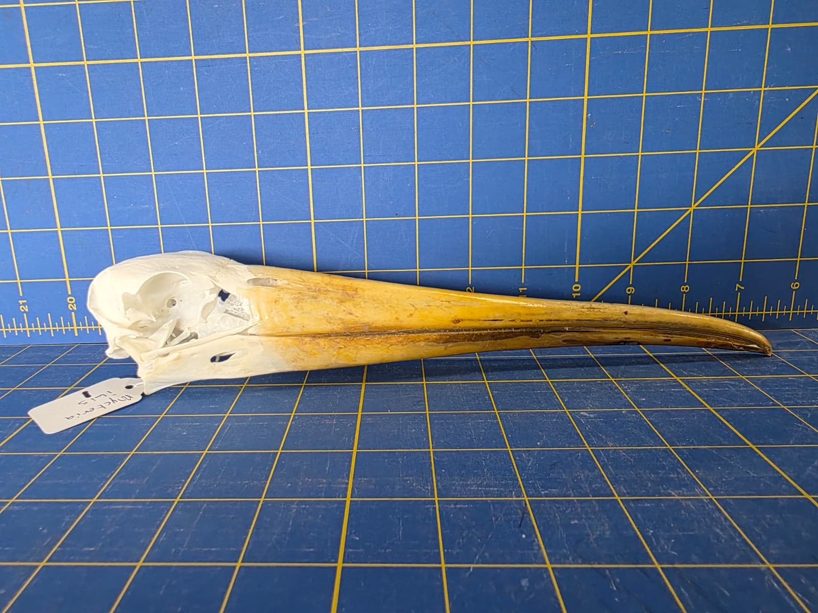 JTV200 - Real Yellow-billed stork Bird Skull Taxidermy