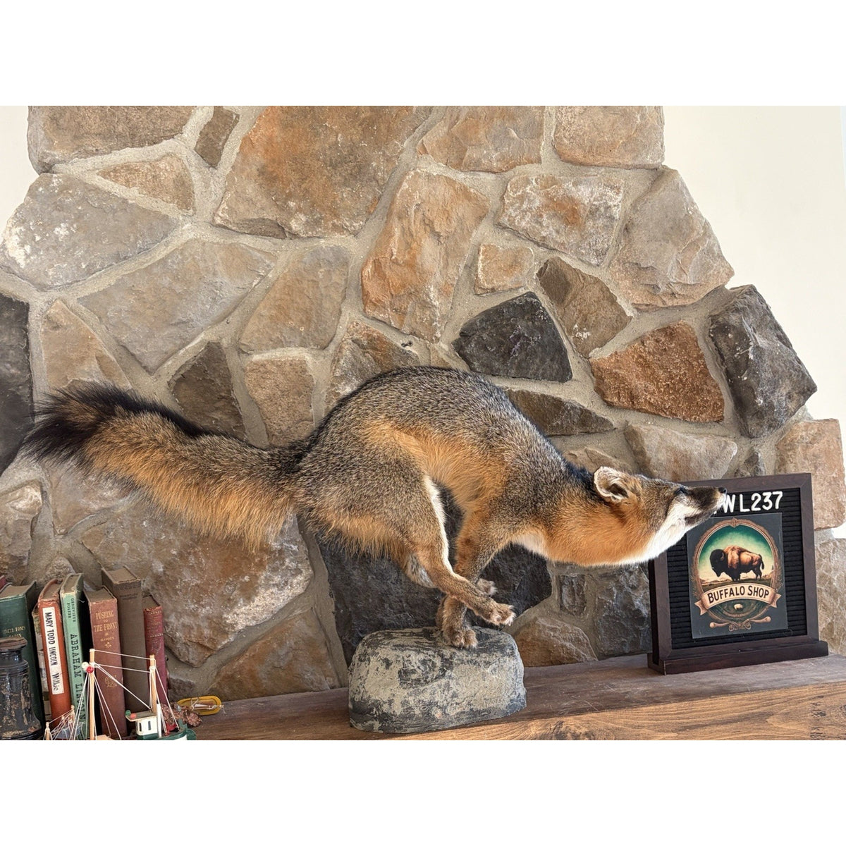 FHWL237- Grey Fox Taxidermy Full Body Mount Cabin Camp Man Cave