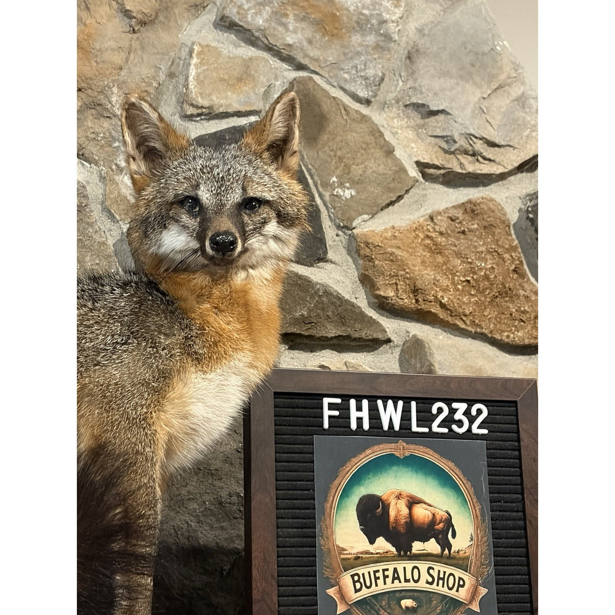 FHWL232- Grey Fox Taxidermy Full Body Mount Cabin Camp Man Cave