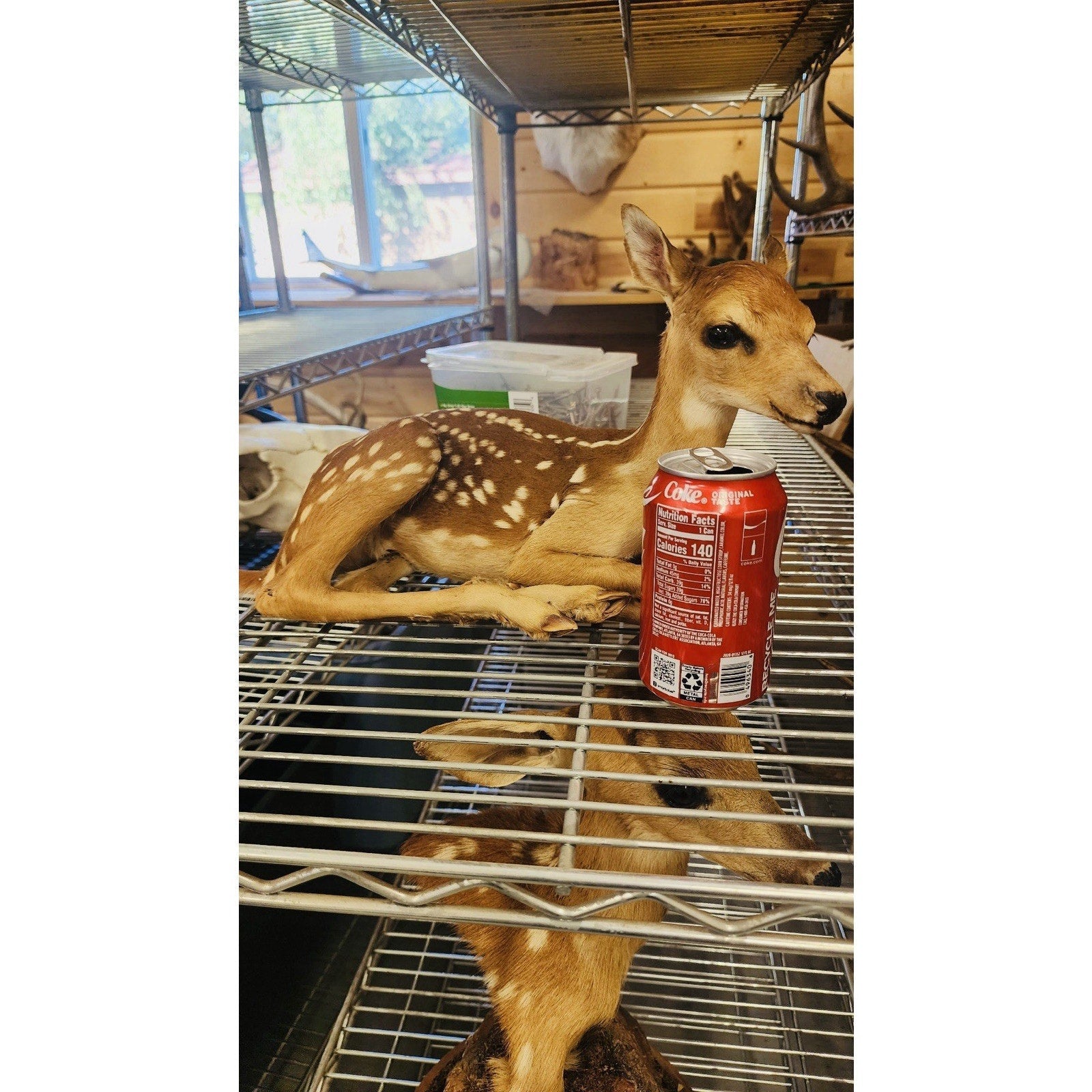 FHFAWNBRAD1- Baby Deer Fawn tiny taxidermy mount