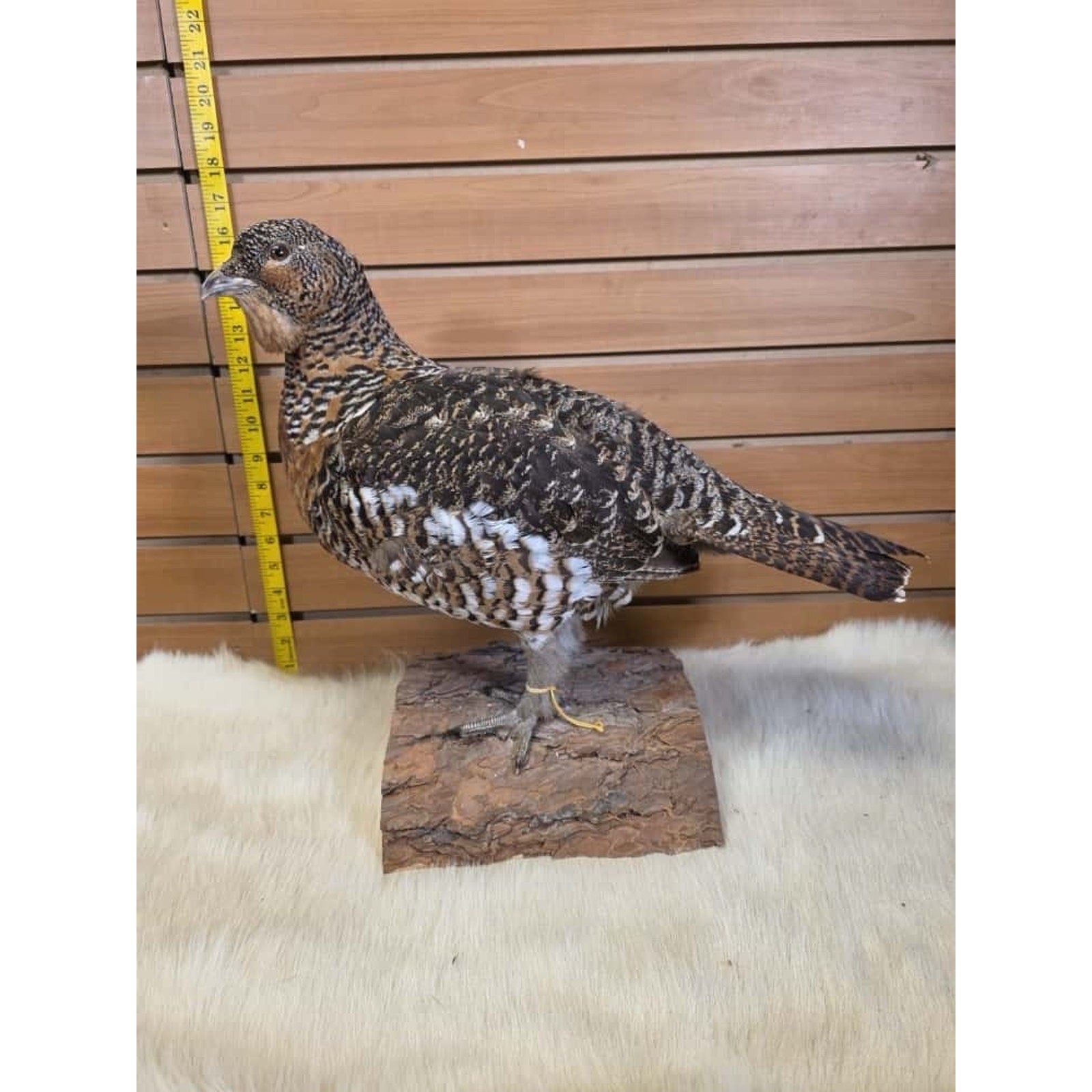 JTV231 - Western Capercallie Grouse Hen