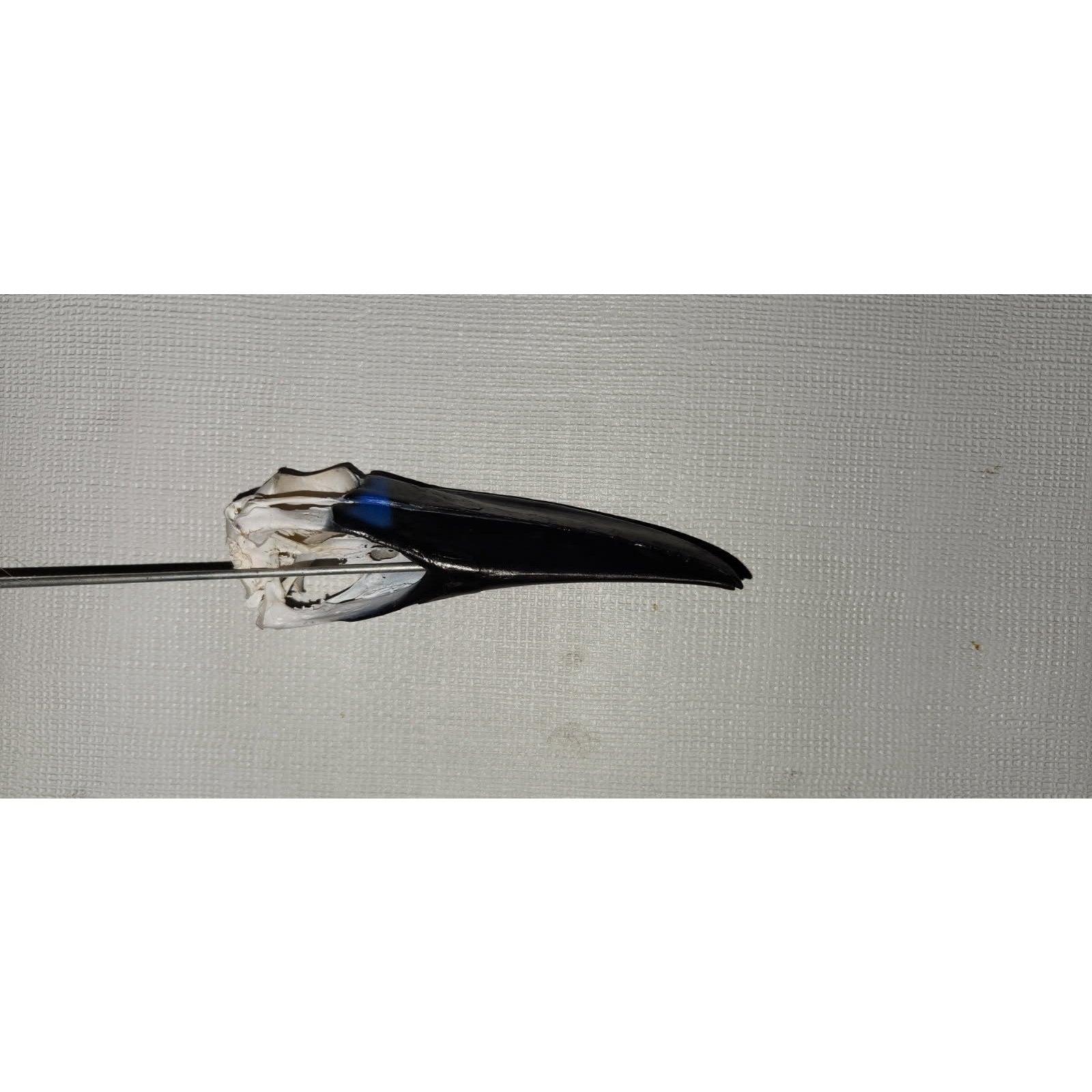 FHtouc89 - Real Channel-billed Toucan Bird Skull Taxidermy