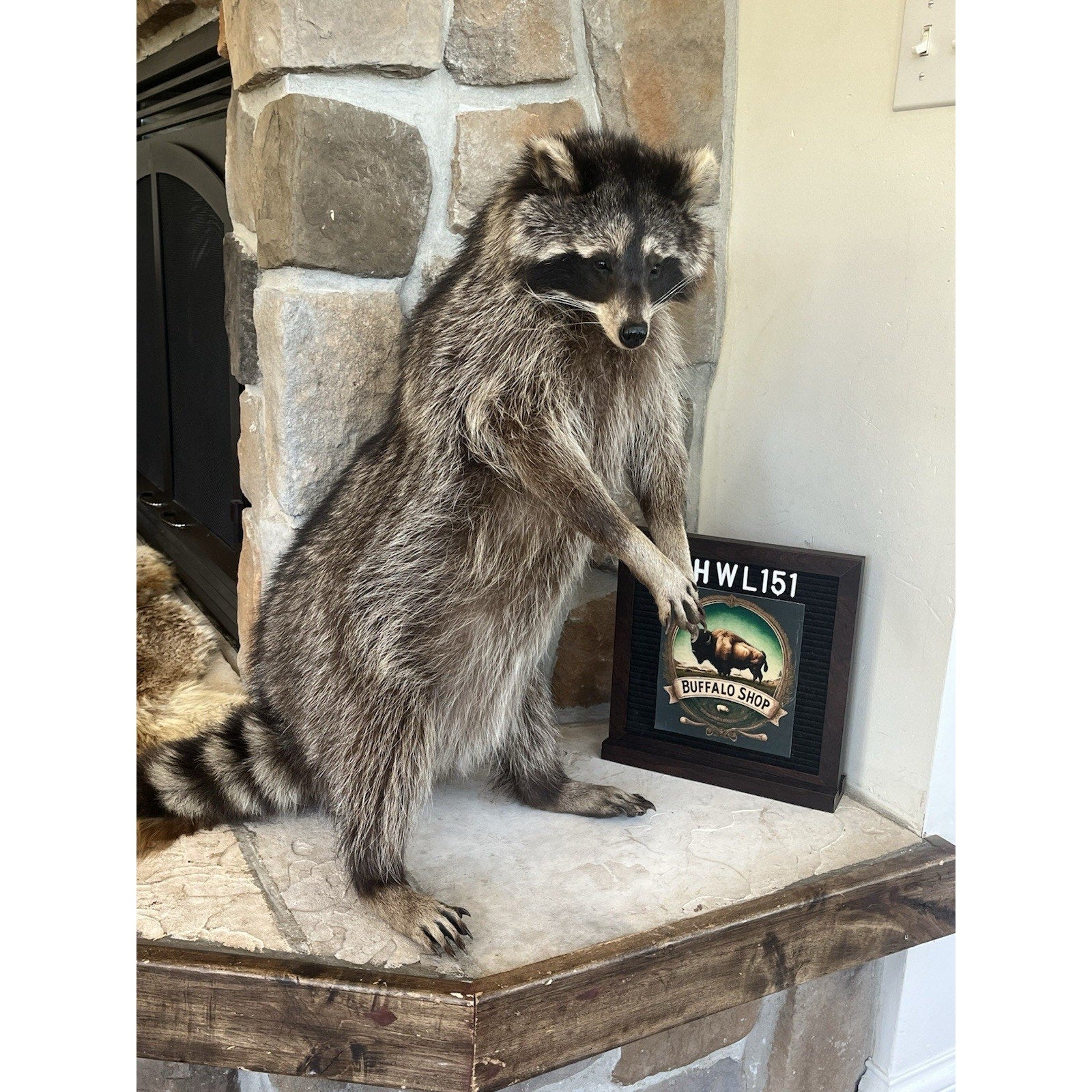 FHWL151 - Fat Raccoon Taxidermy Mount