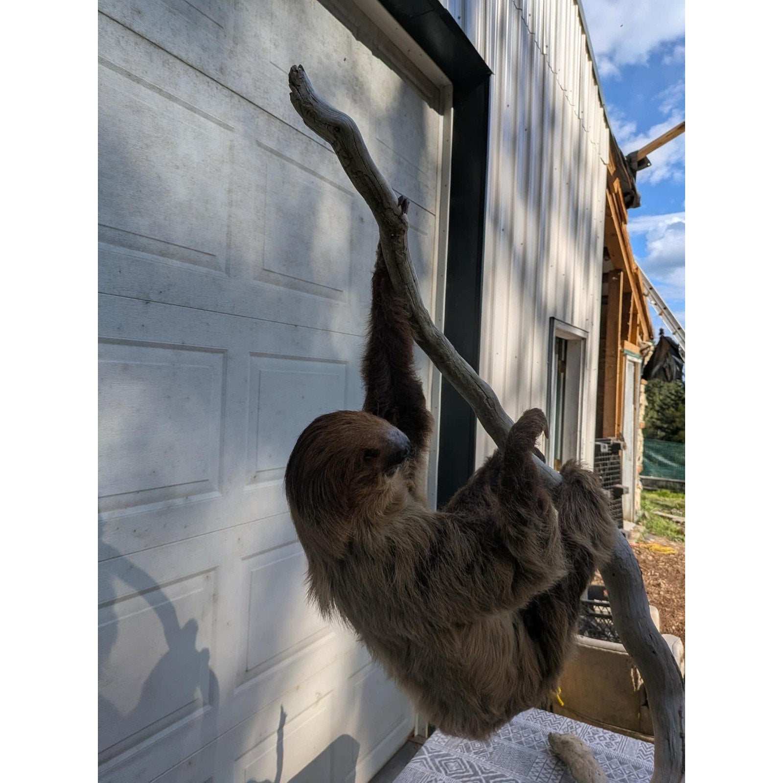 FHPAT160 - New Adult Sloth Taxidermy Mount Full Body