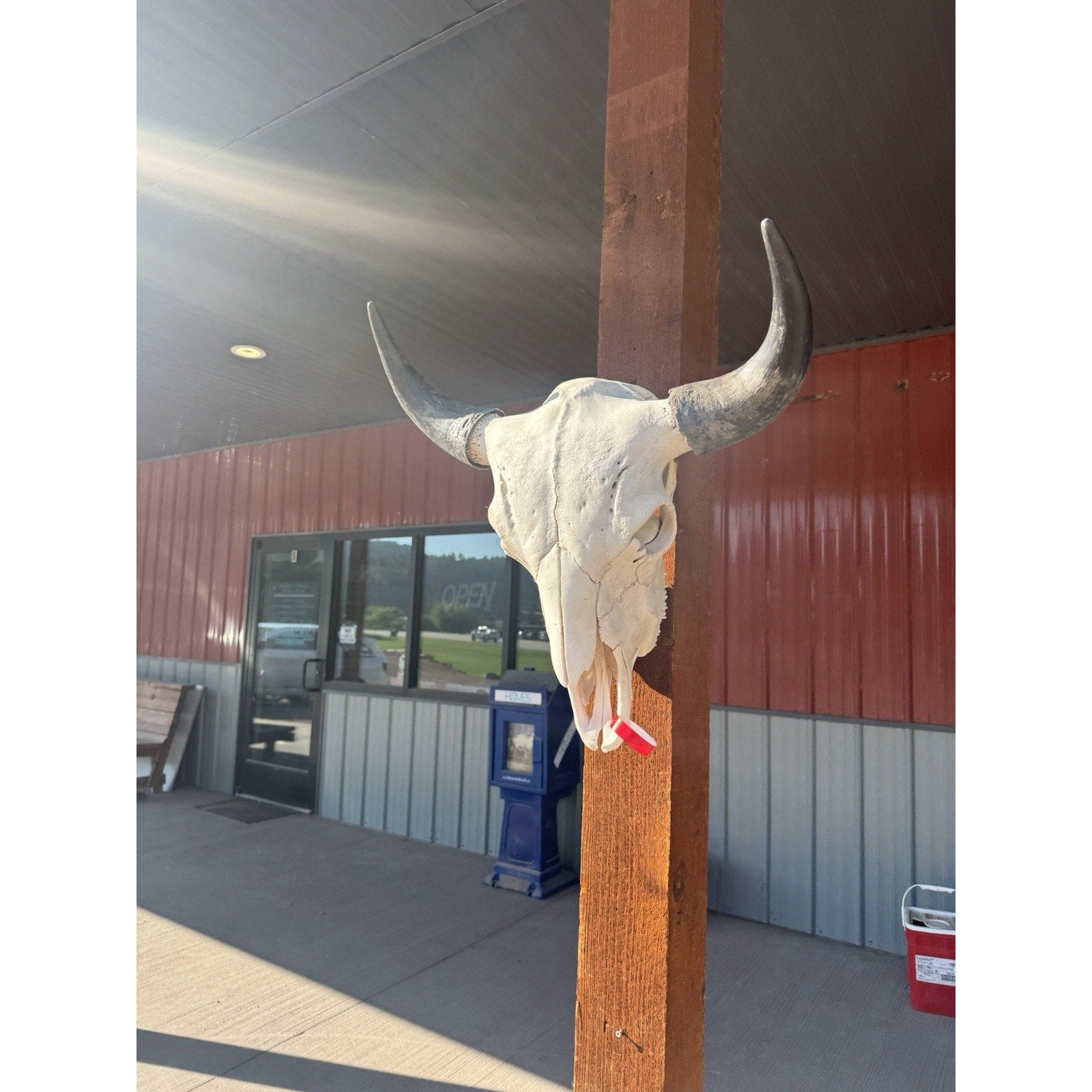 FH47395 - XXL Buffalo / Bison Skull Taxidermy Mount