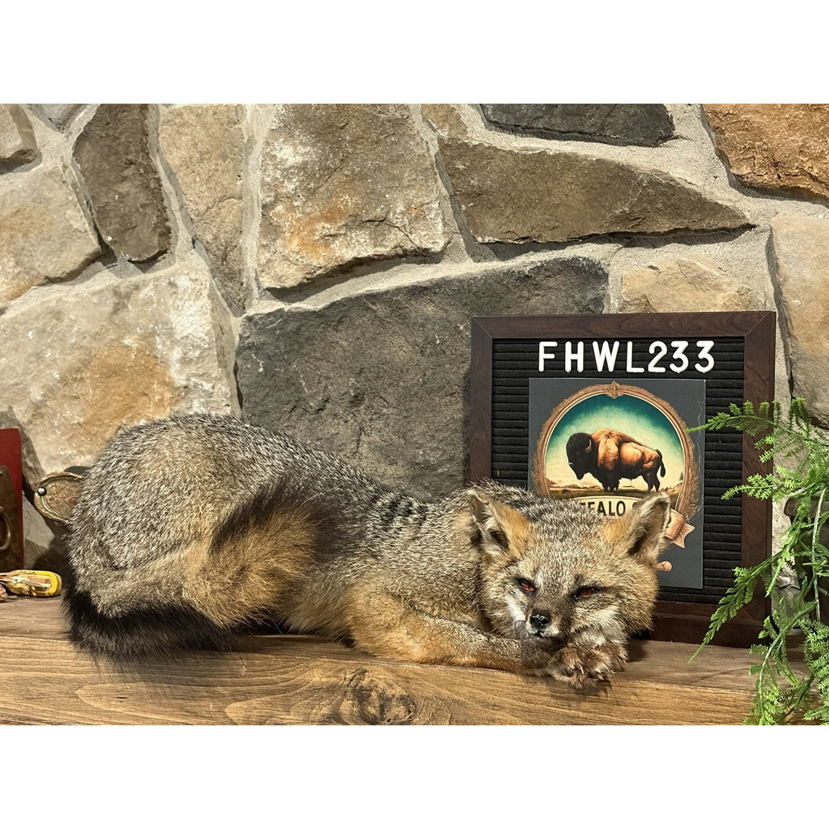 FHWL233- Grey Fox Taxidermy Full Body Mount Cabin Camp Man Cave