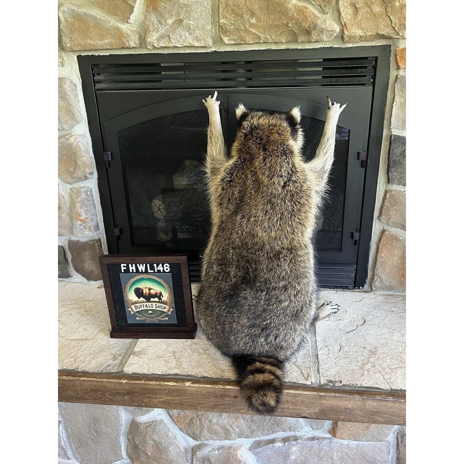 FHWL146- Fat Raccoon Taxidermy Mount