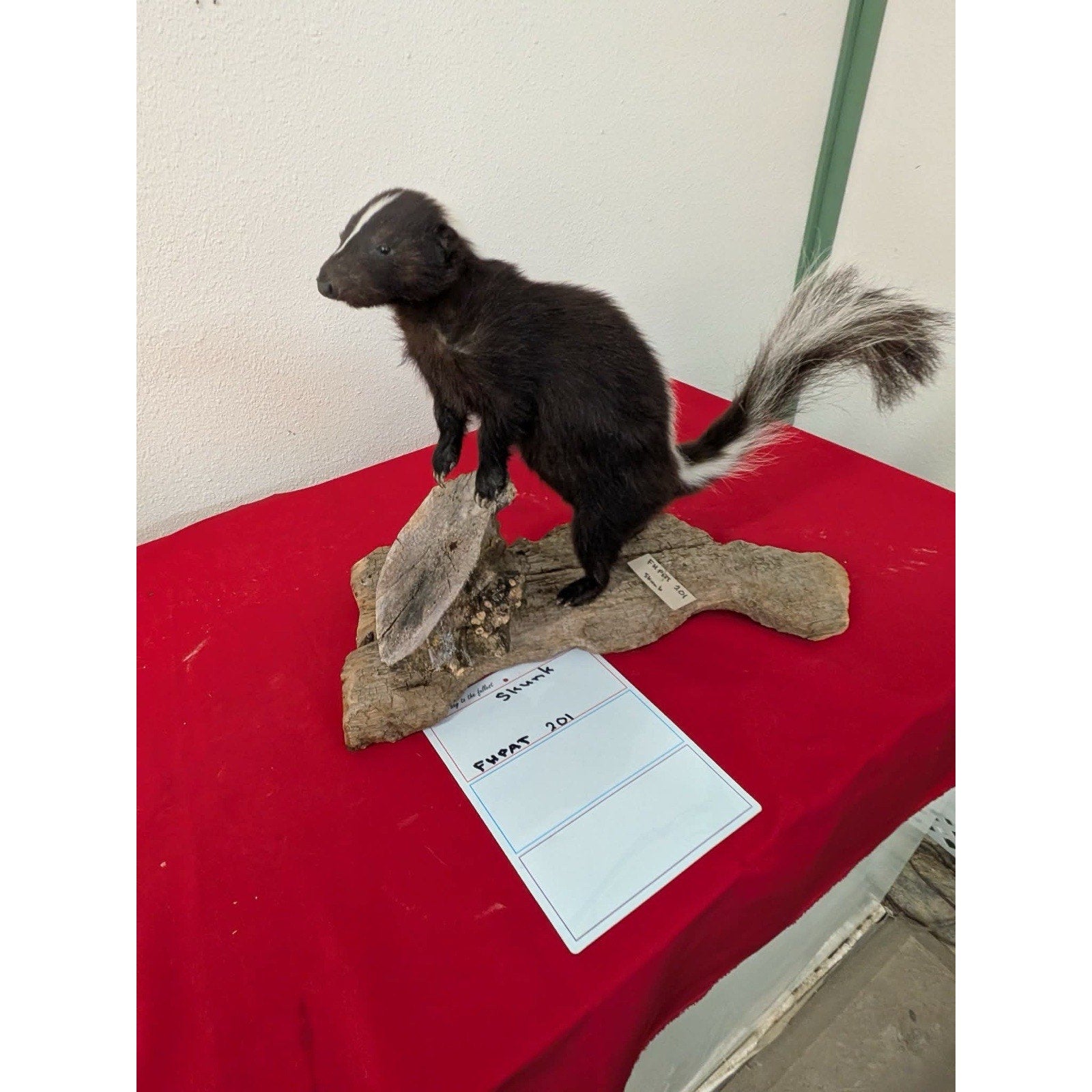 FHPAT201 - Skunk Taxidermy Mount – Classic Wildlife Display