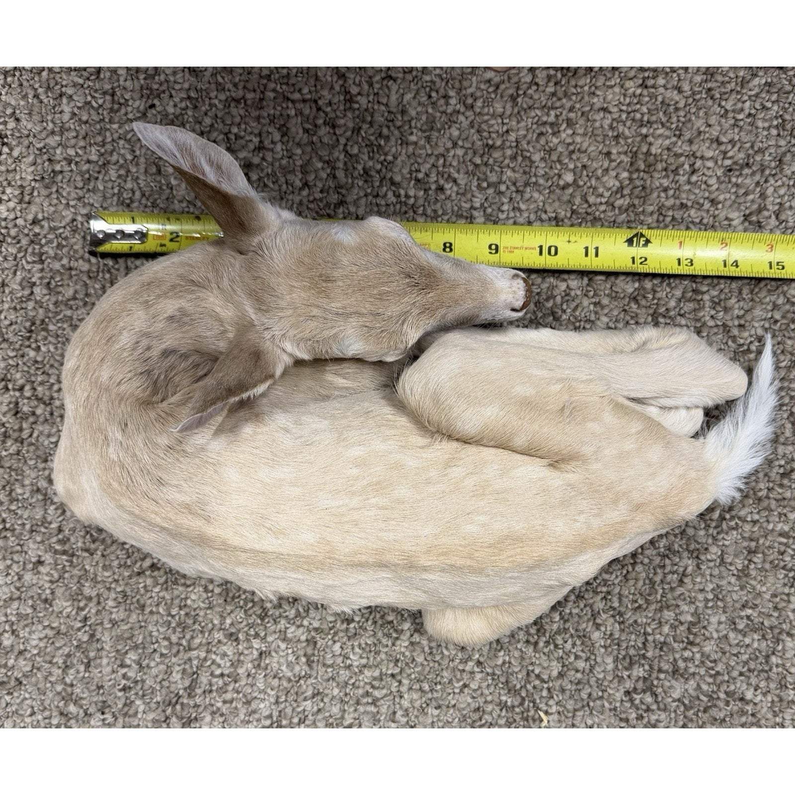 FHJOEFZ1-Leucistic fawn Taxidermy Mount Baby Deer
