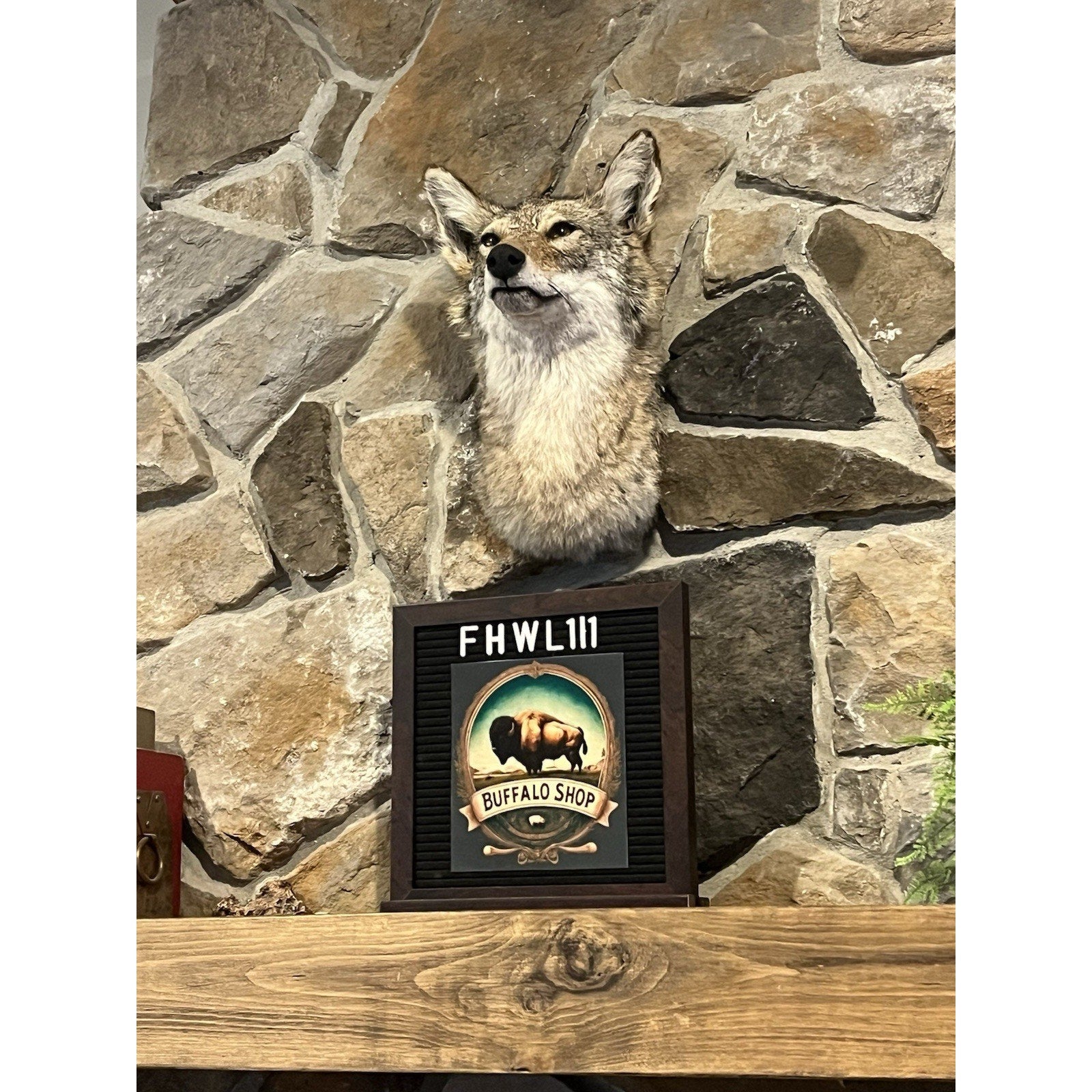 FHWL111 - Coyote Shoulder Museum Quality mount Taxidermy