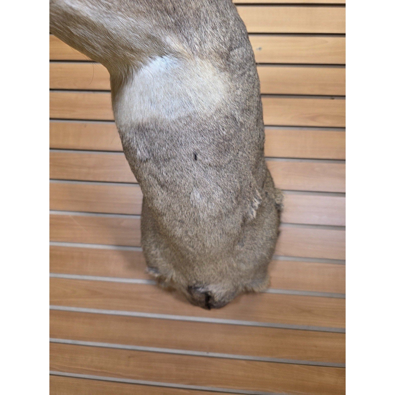 FHMN14- Whitetail Deer Real Antler Deer Taxidermy Mount