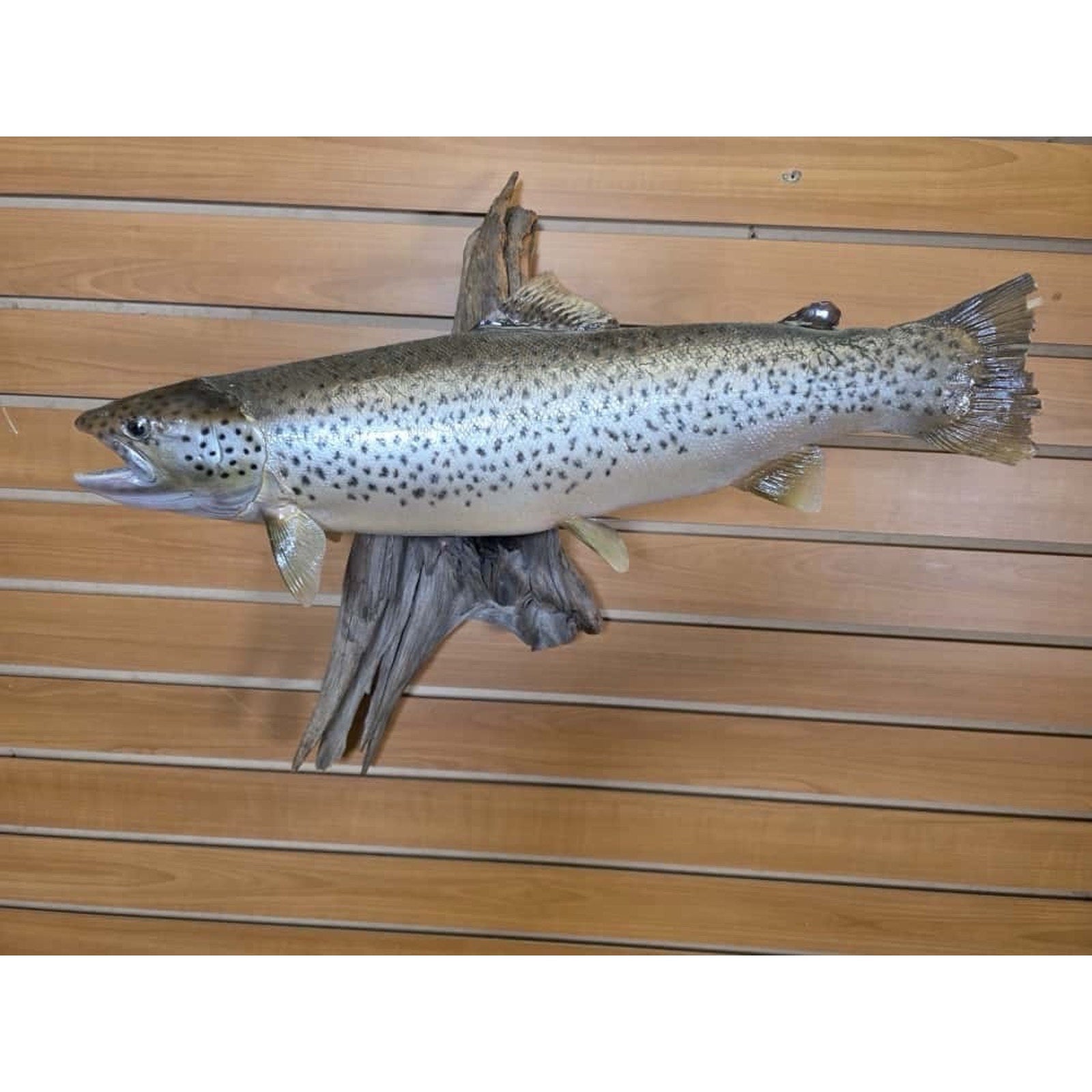 JTV216 - Real Skin Trout Fish Taxidermy Mount 21”
