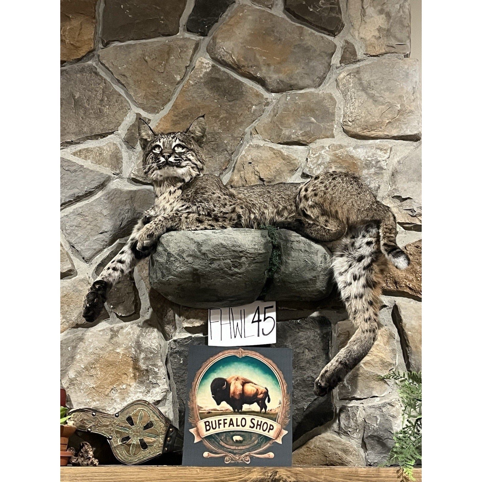 FHWL45 - Bobcat Taxidermy Full Body Mount