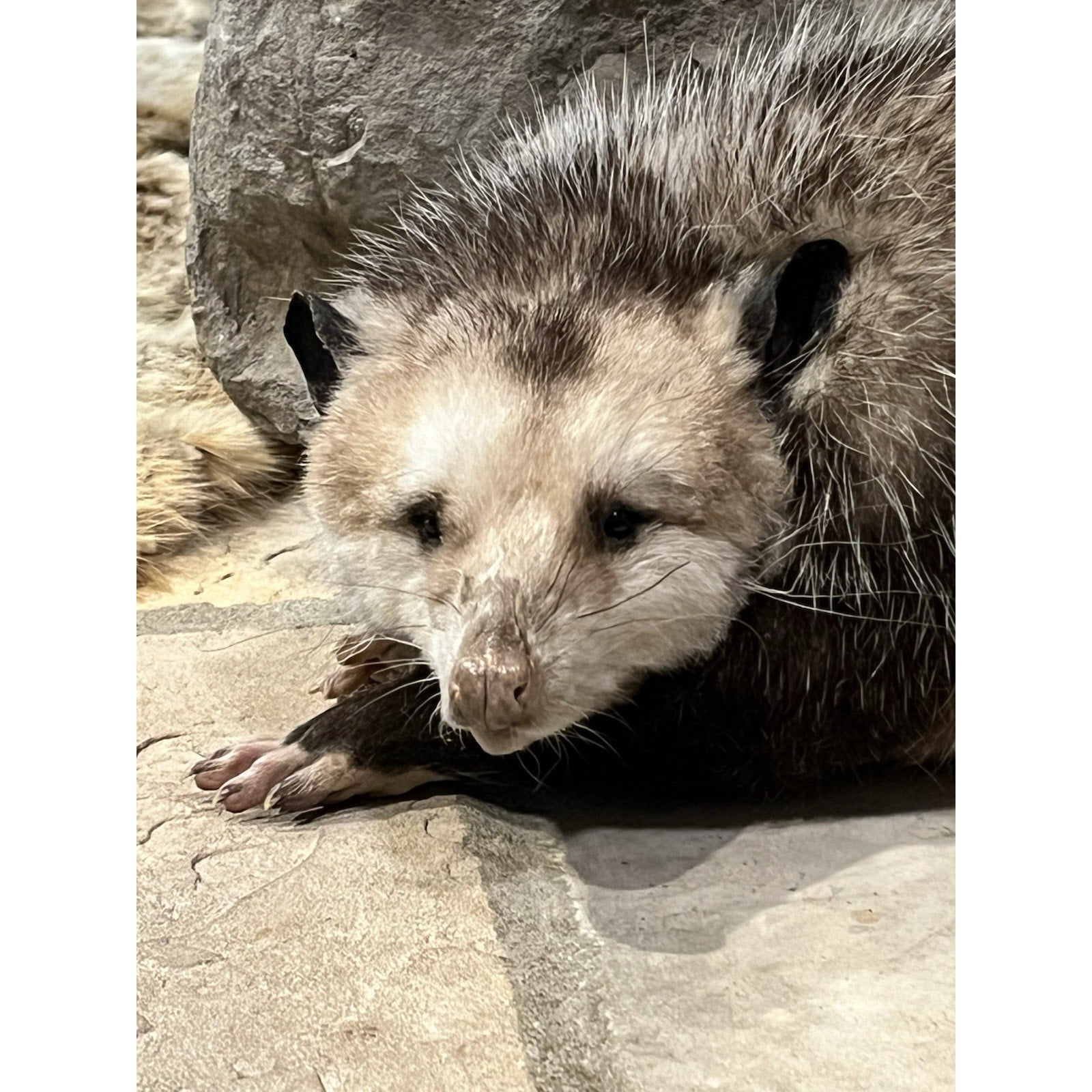 FHWL168 - Fat Opossum Taxidermy Full Body Mount