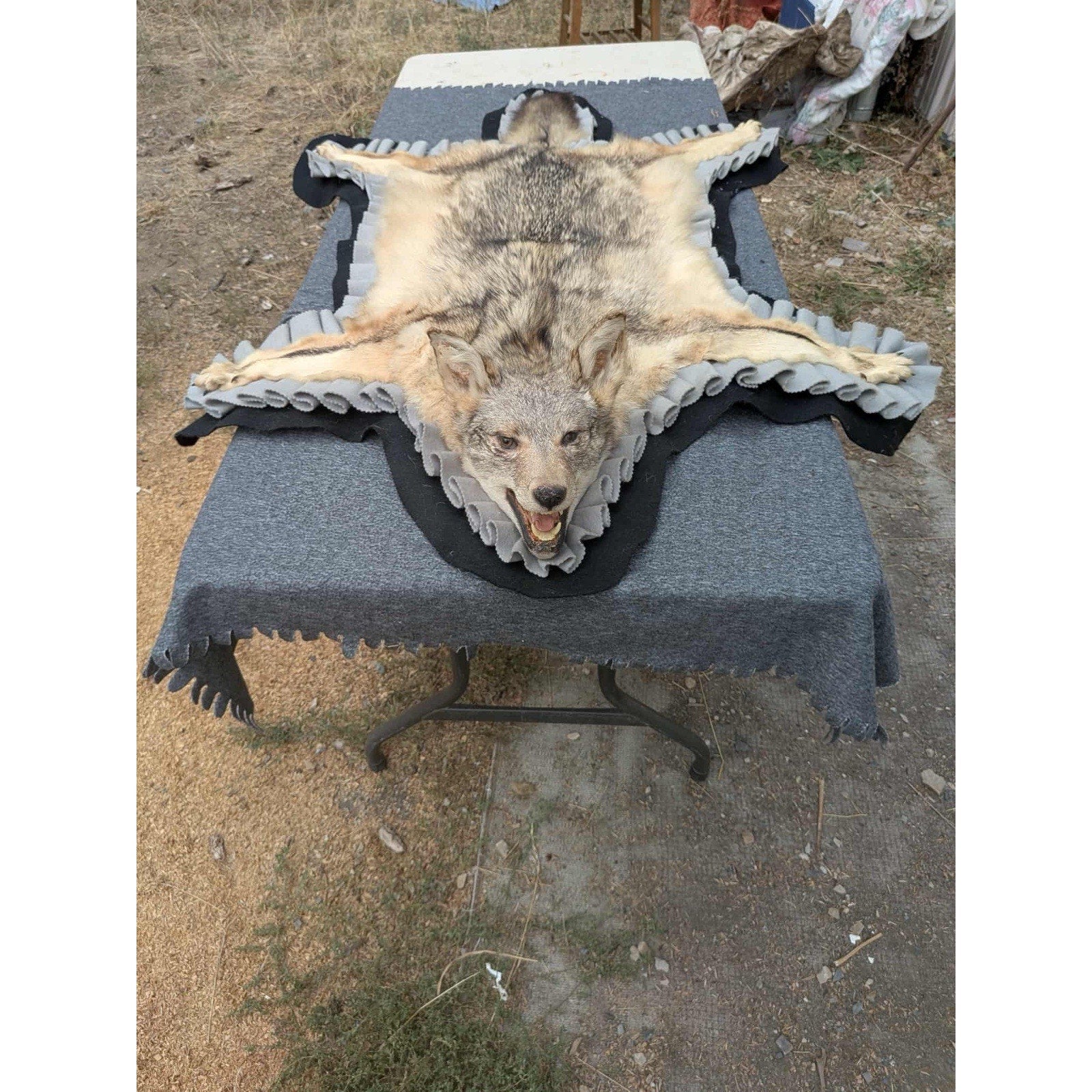 FHPAT122 - Vintage Coyote Rug or WALL Taxidermy Mount