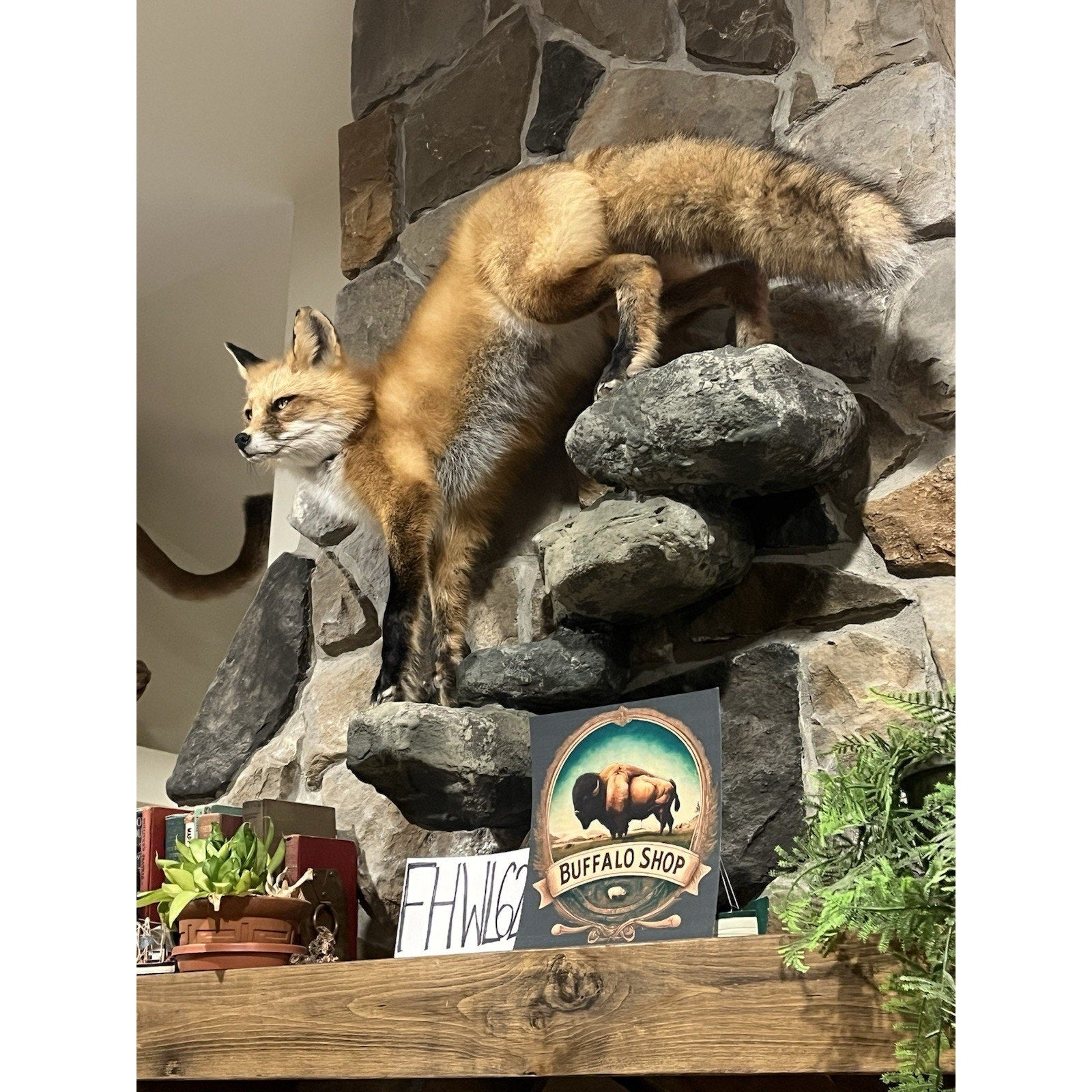 FHWL62 - Red Fox Taxidermy Full Body Mount