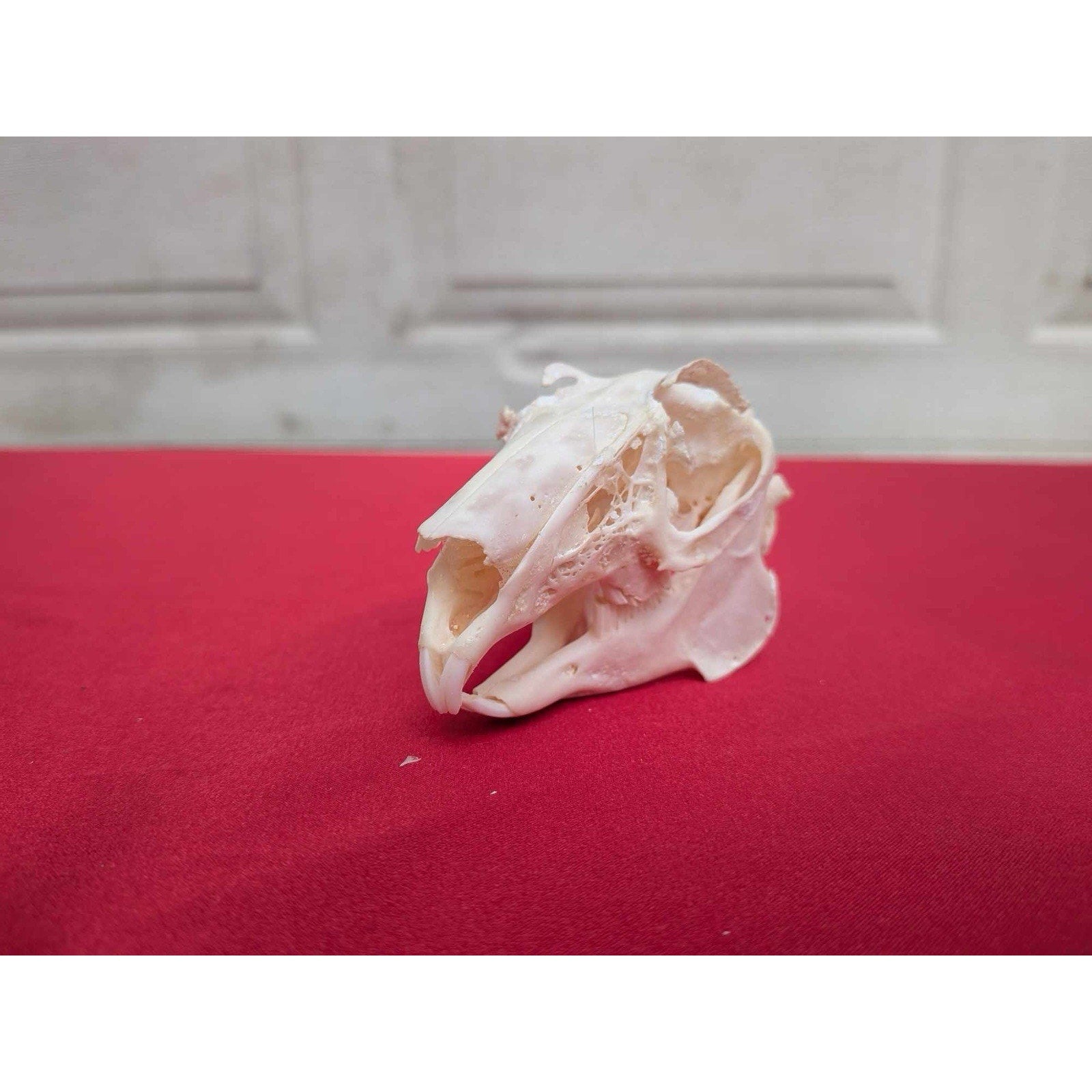 FHPAT83 - Real White-Tailed Jackrabbit Skull - Lepus townsendii