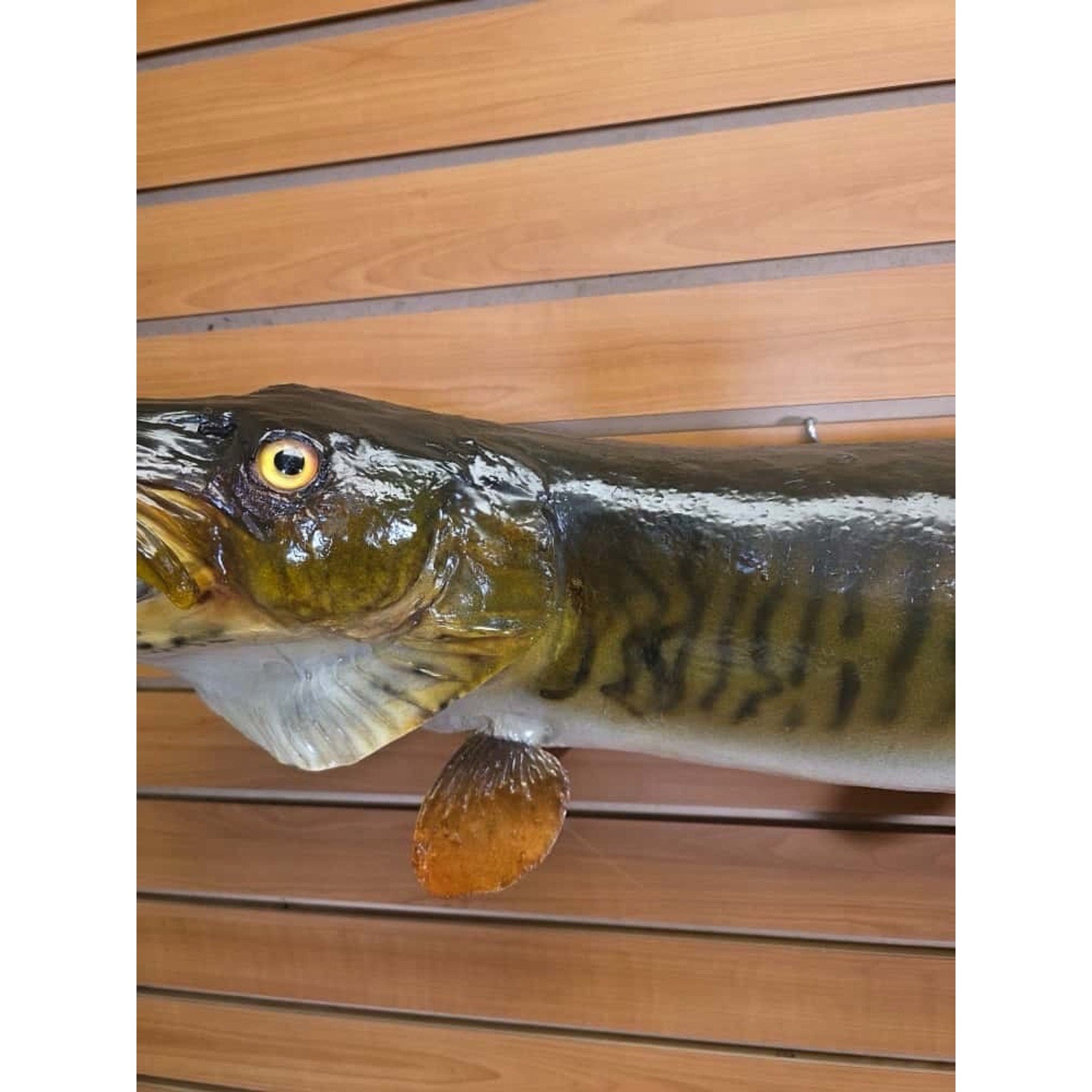 FHCM34 - Real Skin 35” Muskie Fish Taxidermy Wall Mount