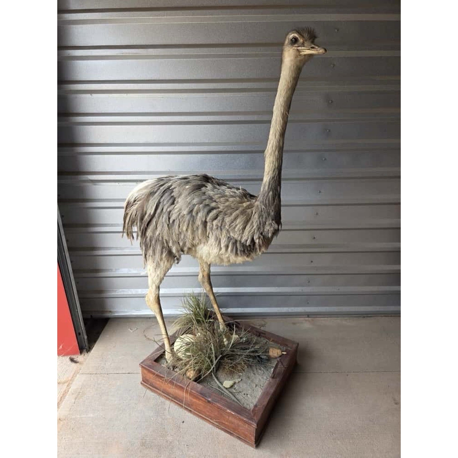 FHHFK1 - Rhea Full Body Bird Taxidermy Taxidermy Mount