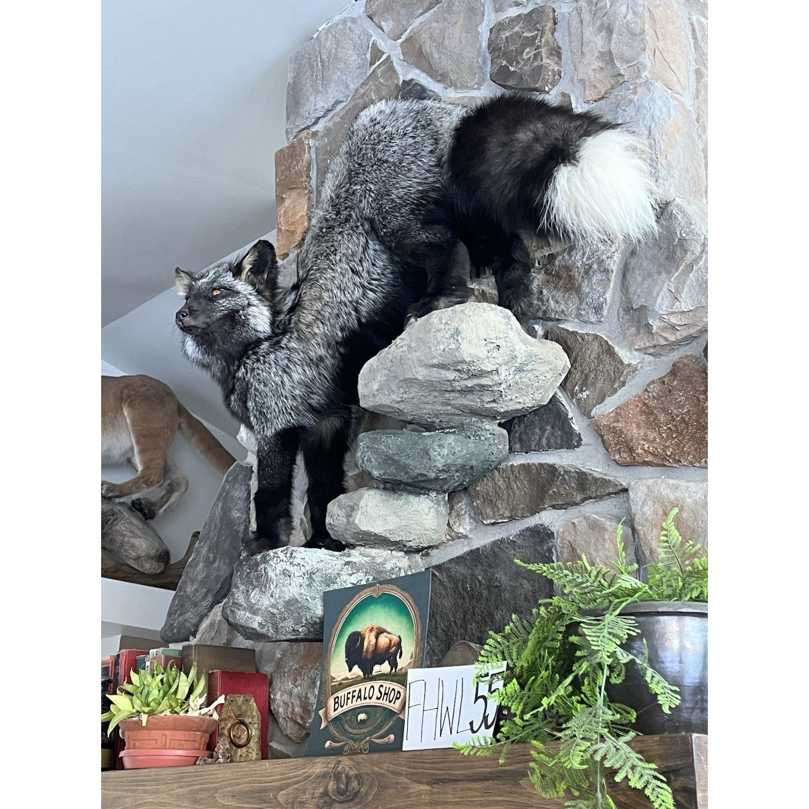 FHWL55 - Massive Silver Fox Taxidermy Full Body Mount
