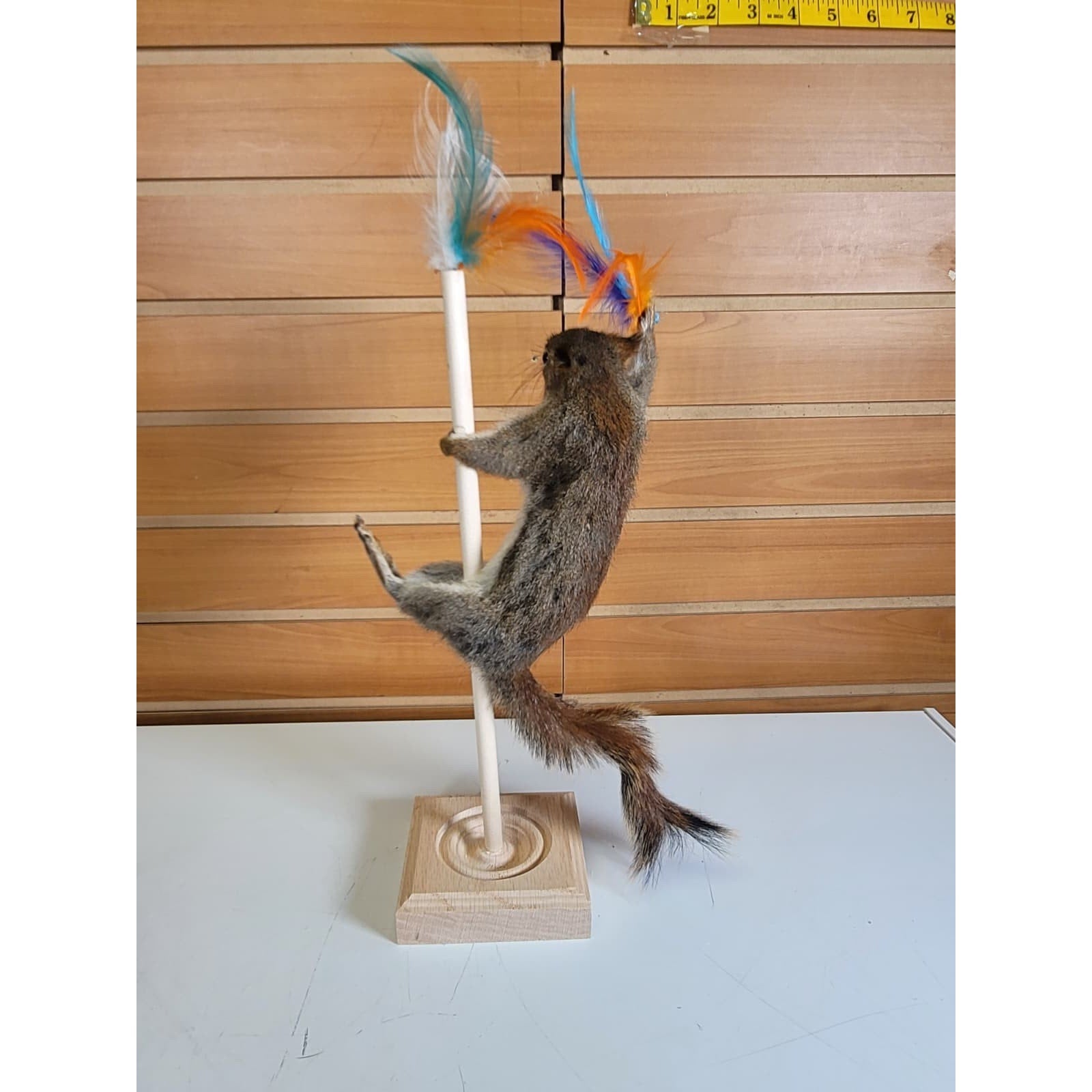 FHSQ311 - Stripping American Red Squirrel Taxidermy Mount