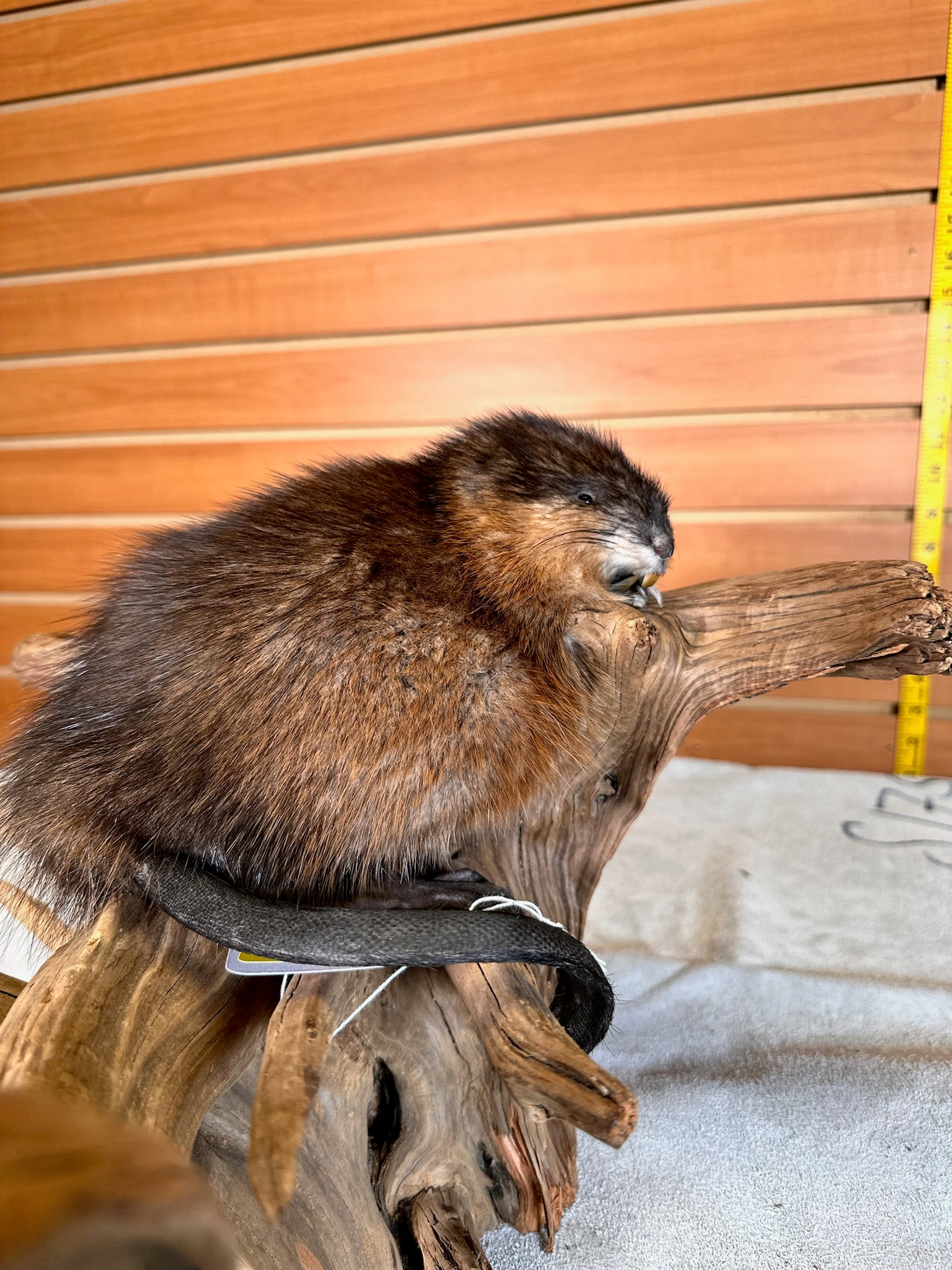FHMUSK30- Beautiful Muskrat taxidermy mount