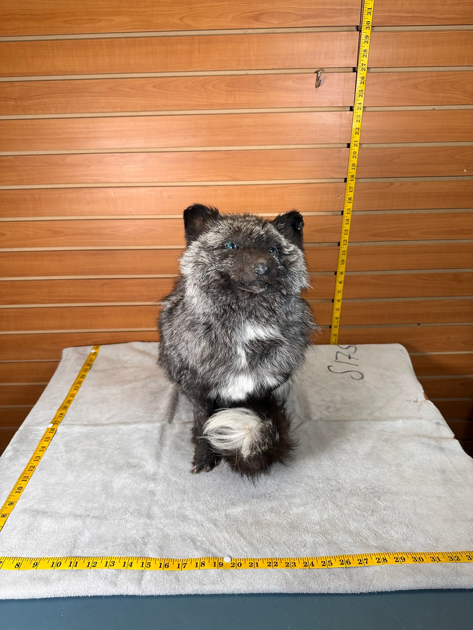 FHSFFOX1- fluffy fox taxidermy mount