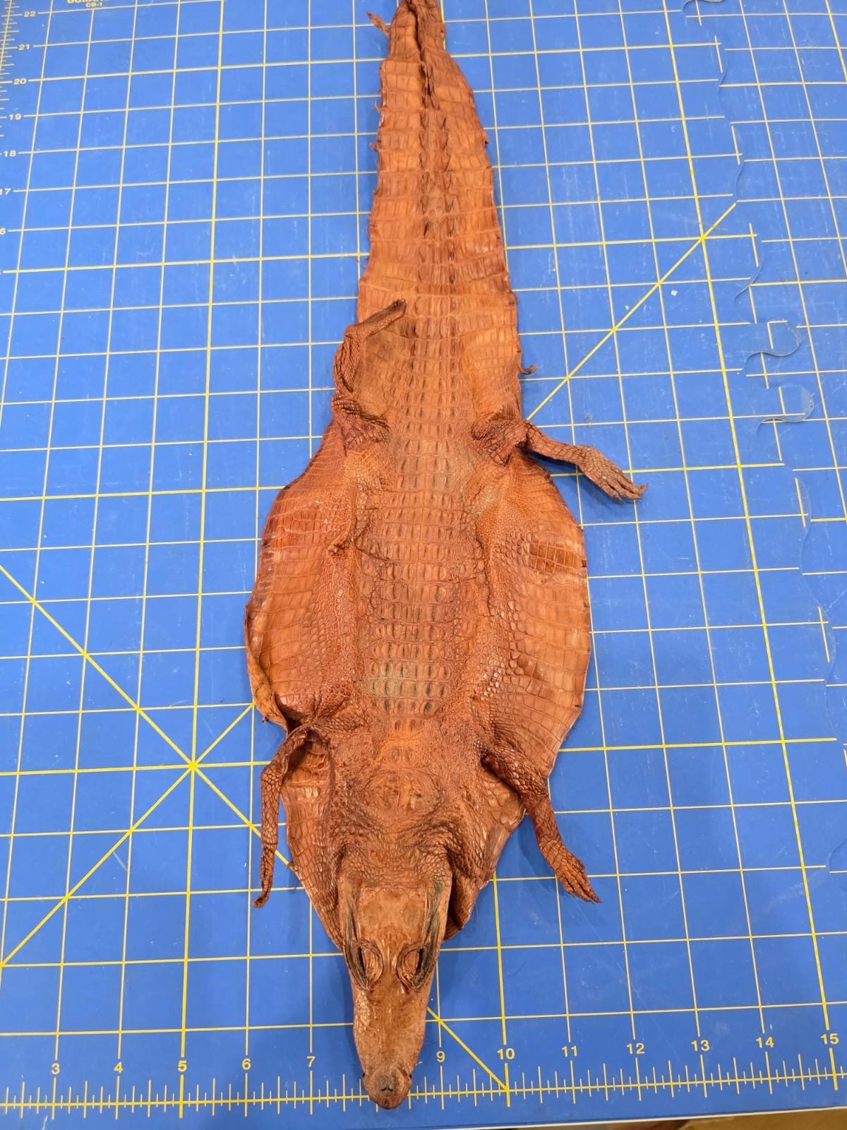 JVN2 - Dyed Alligator Skin Pelt Leather