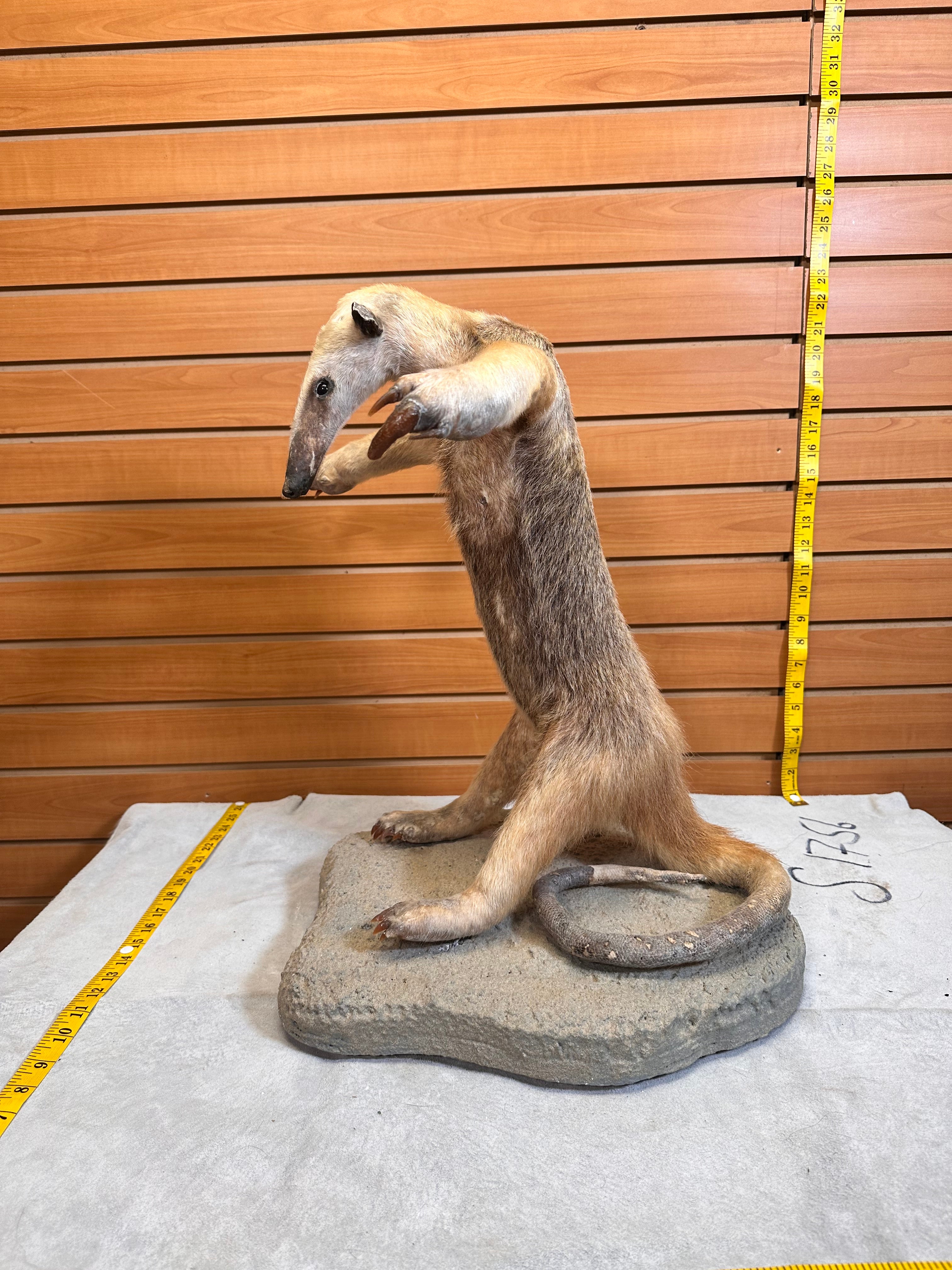 FHPAT7392-Tamandua / Ant Eater Full Body Mount Taxidermy