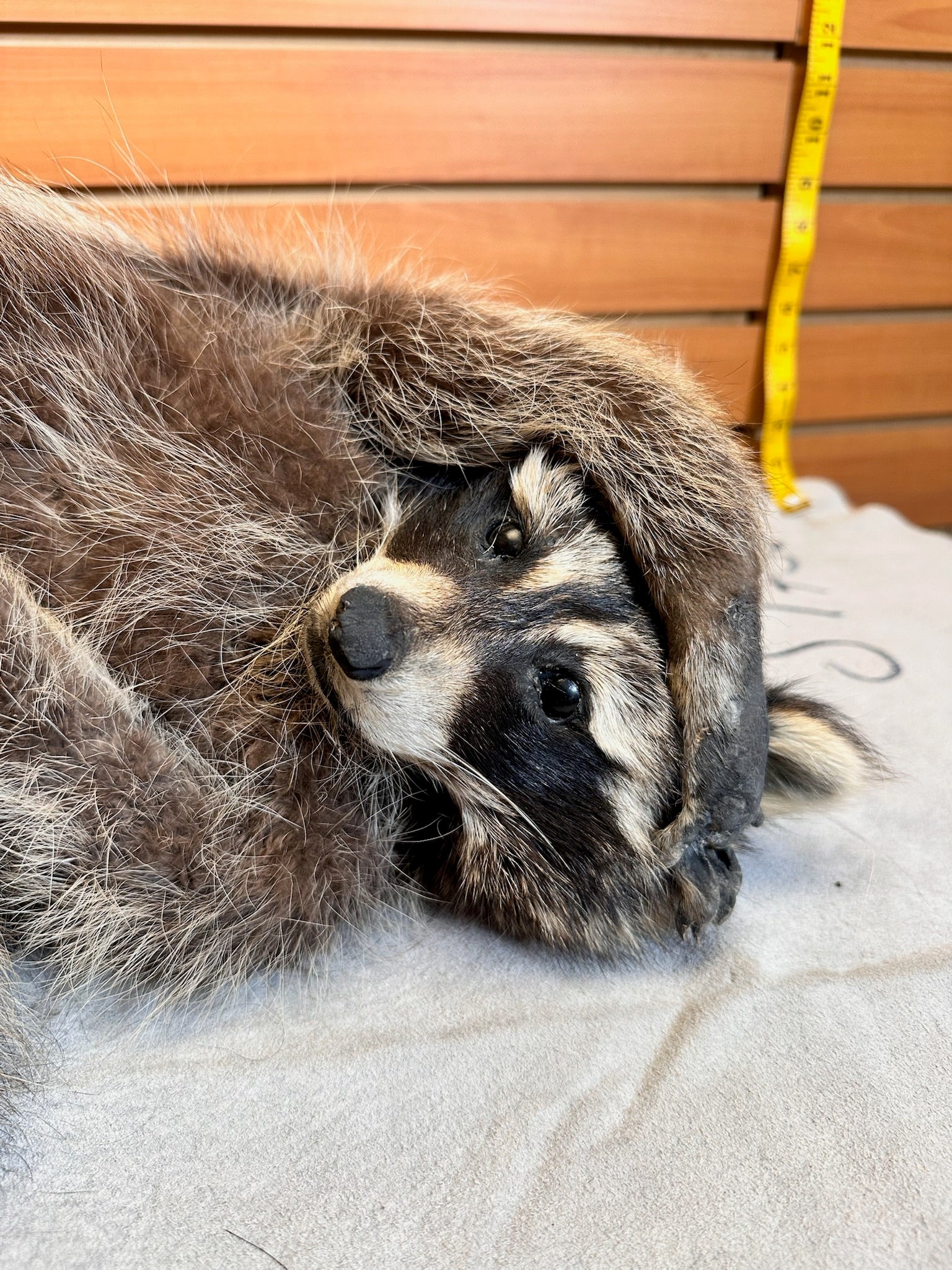 FHCOON3- raccoon taxidermy mount