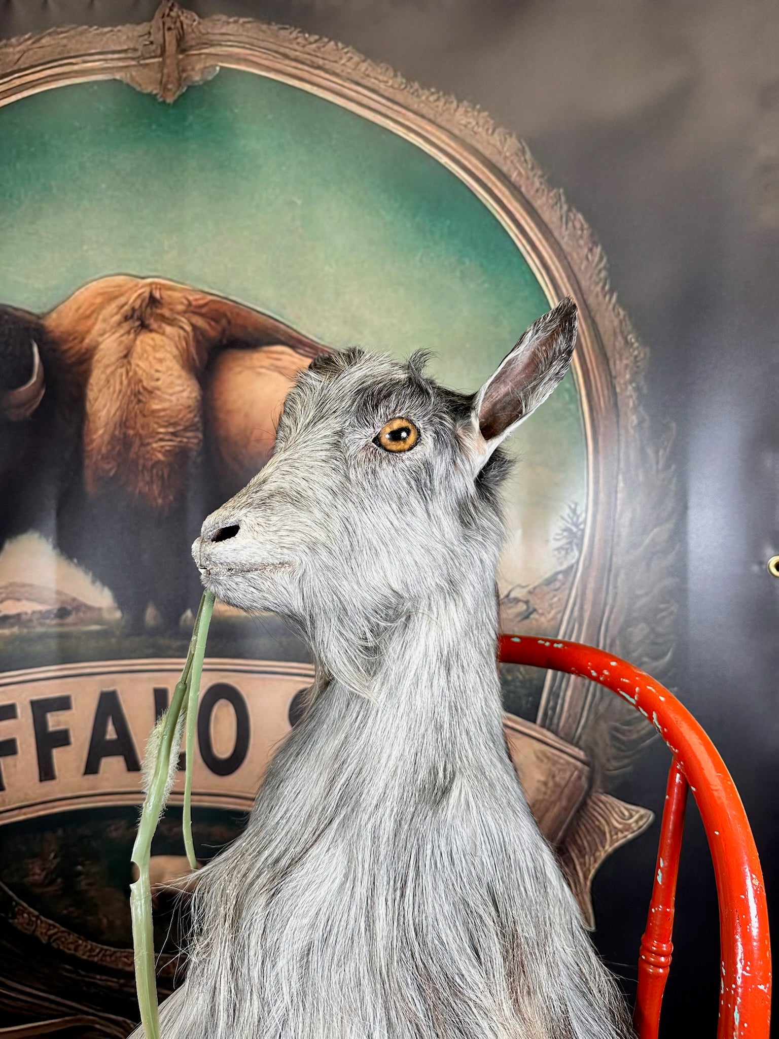 FHGOAT63- beautiful goat taxidermy mount sitting on chair