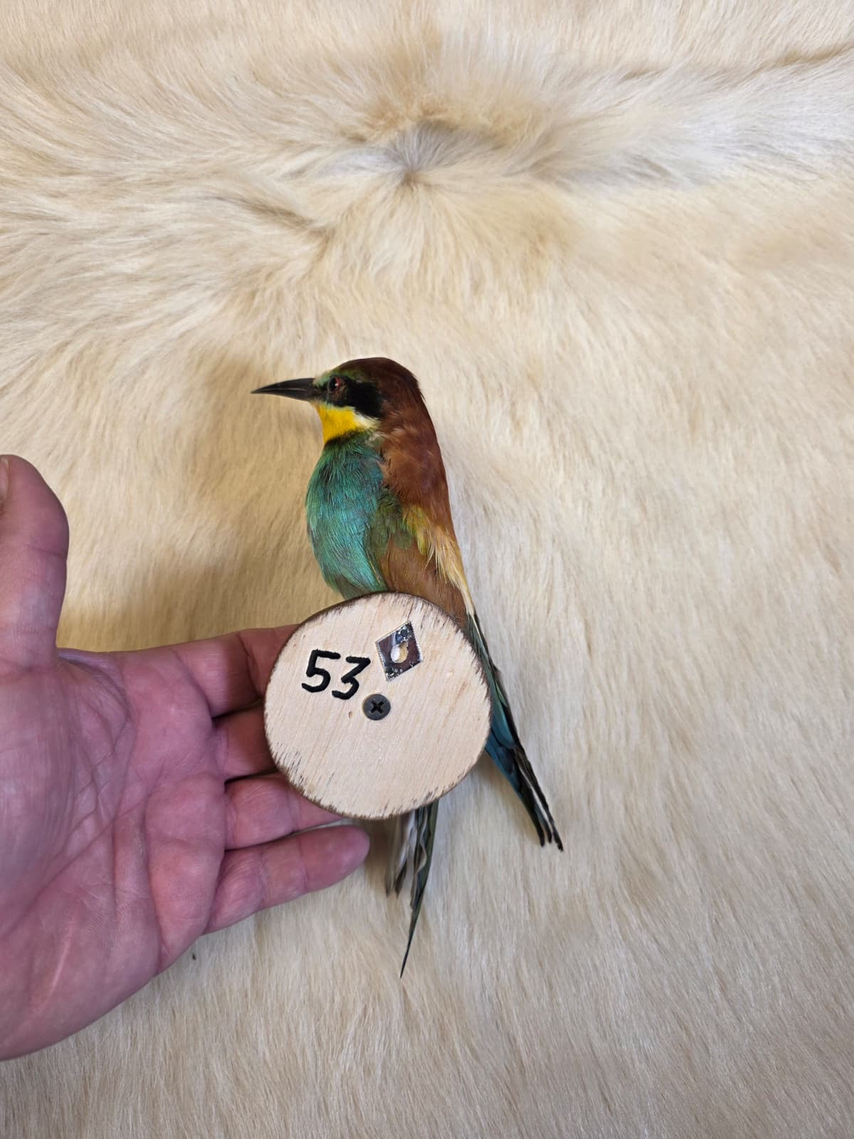 JF7 - European Bee Eater taxidermy bird mount