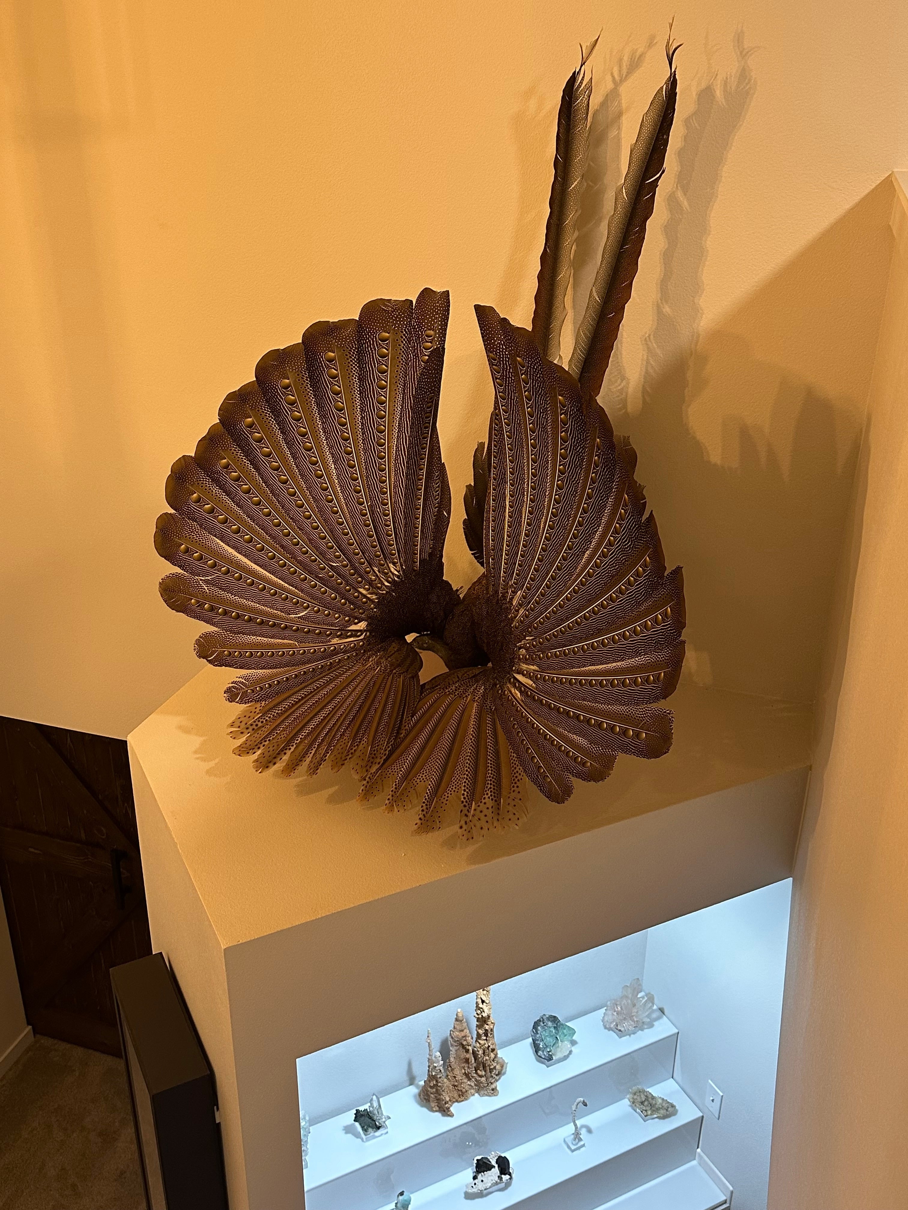 FHKY2 - Museum Quality Male Argus pheasant taxidermy mount