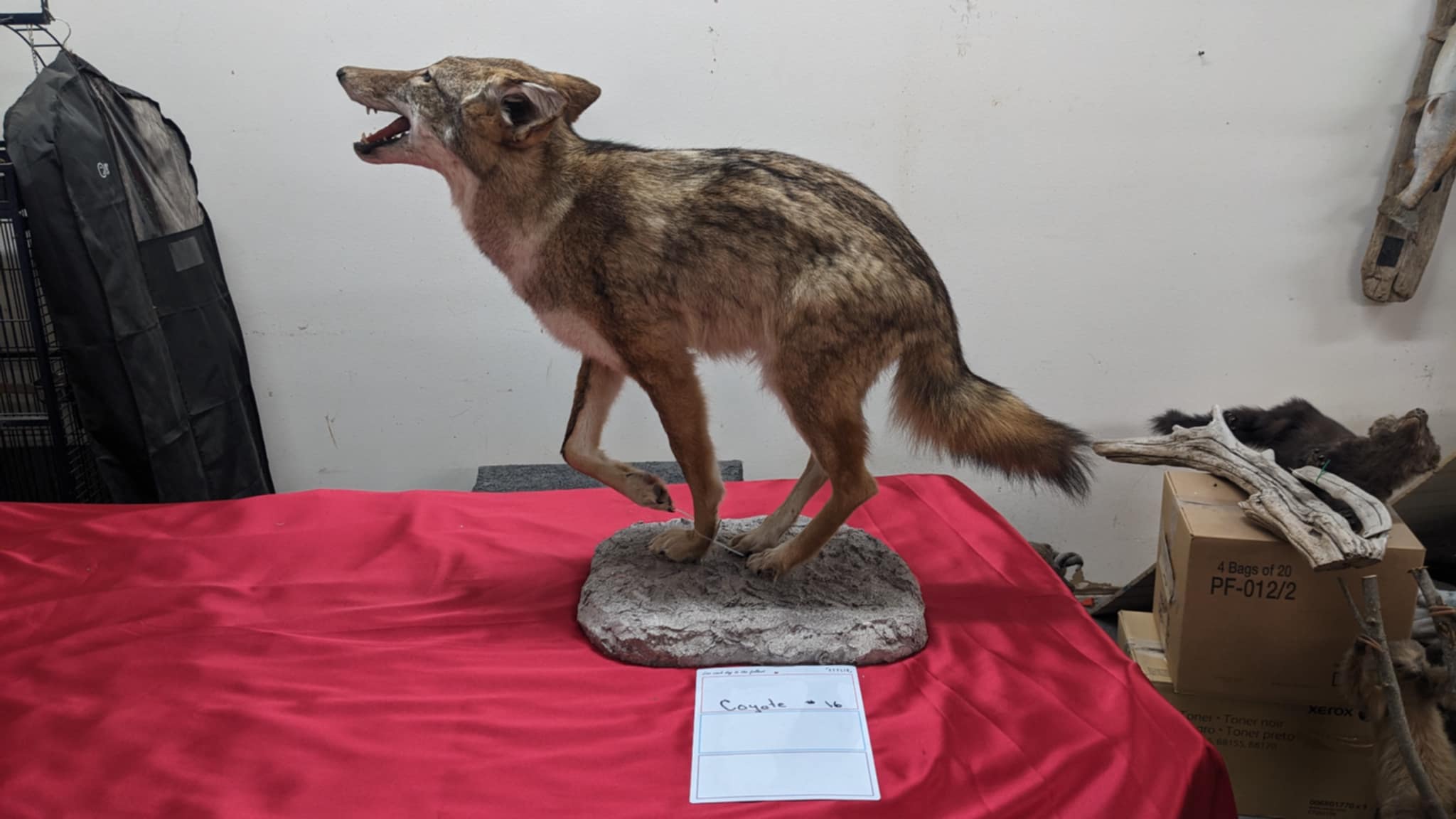 FHPAT5-Coyote full body taxidermy mount