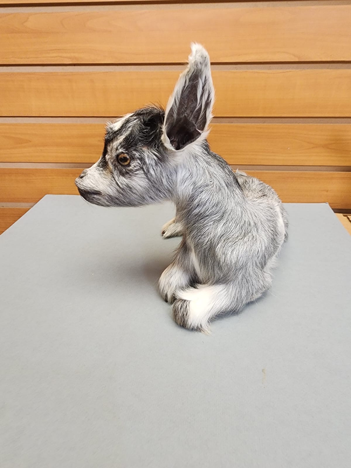 FHGOAT16- Baby goat tiny taxidermy mount free standing