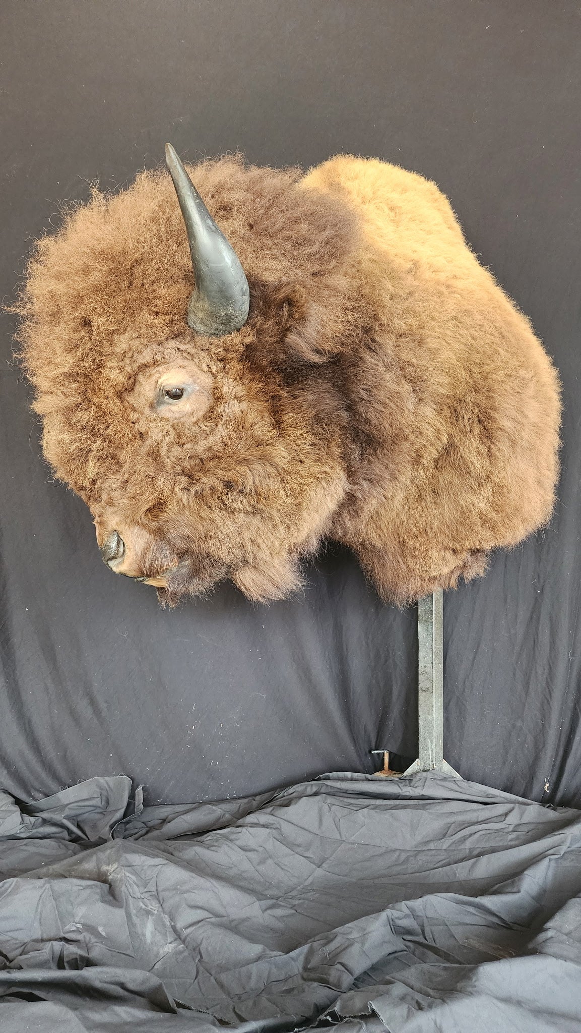 FHBRAD1 - XL Buffalo Taxidermy Shoulder mount Bull