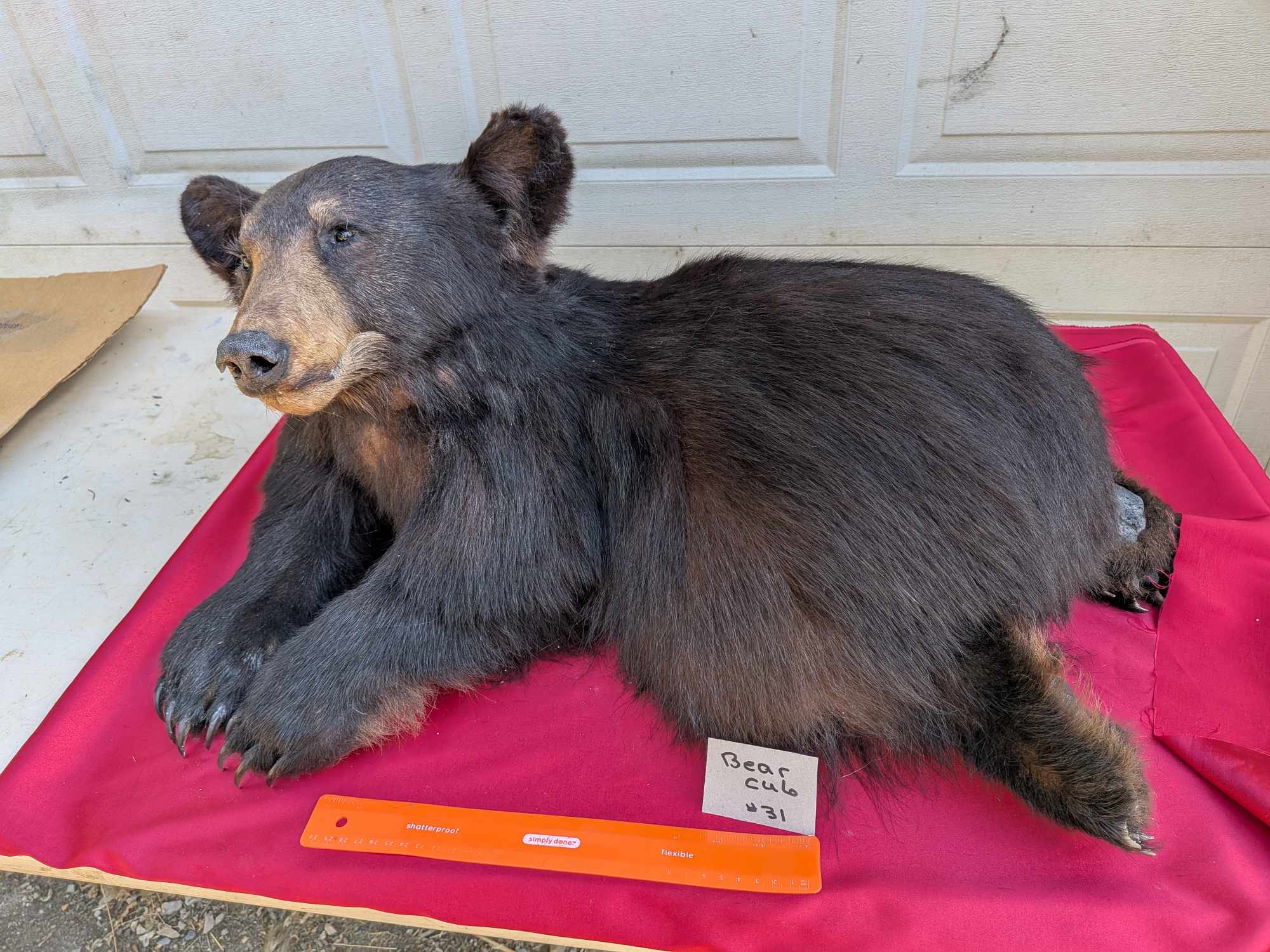 FHPAT122 - Baby Bear taxidermy mount tiny