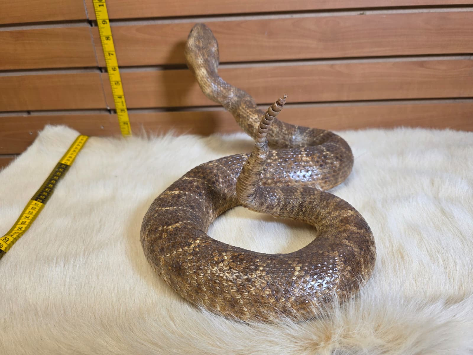 JF5 - Rattlesnake taxidermy mount