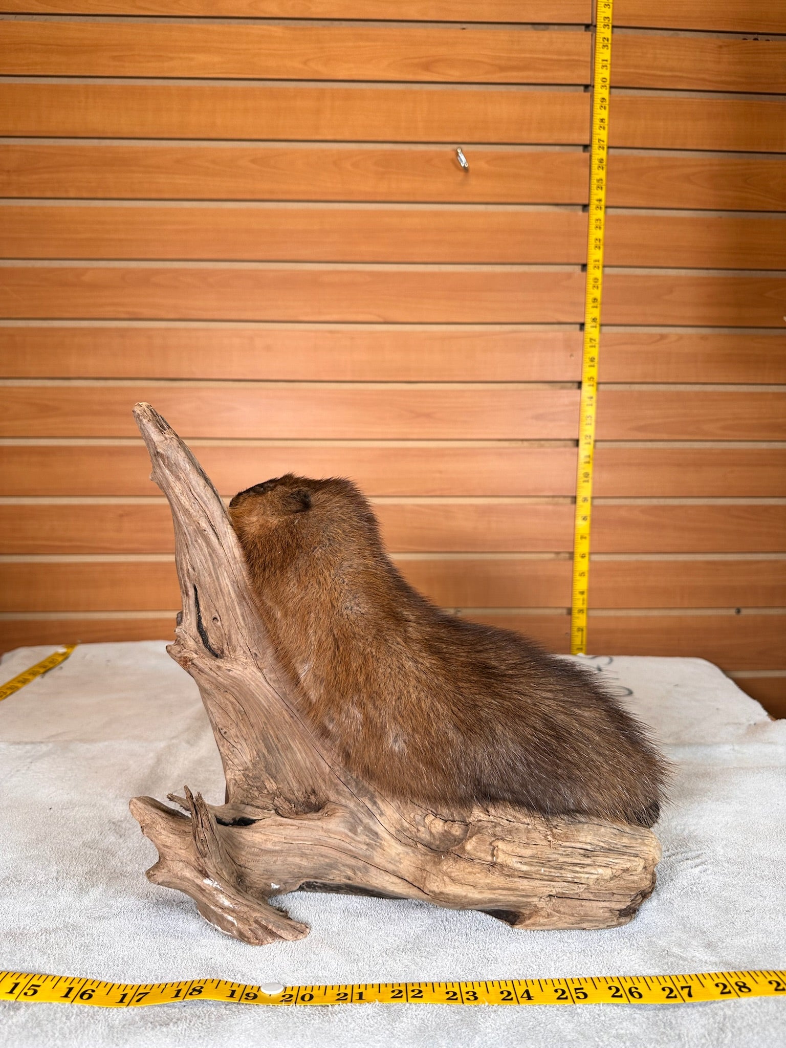 FHMUSK29- Beautiful Muskrat taxidermy mount