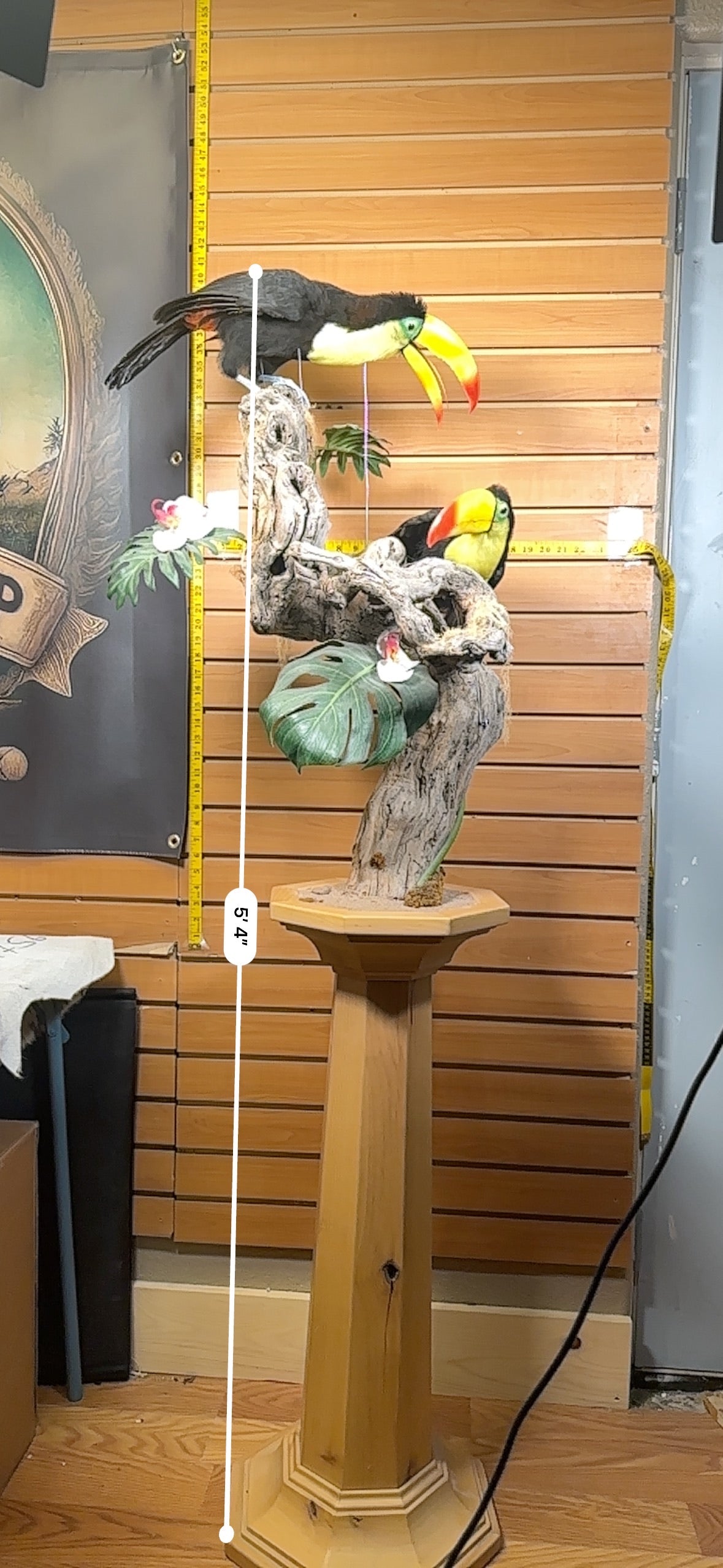 FH739-Keel billed toucans taxidermy mount - captive bred