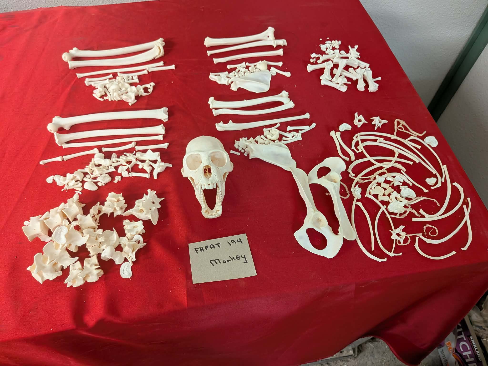 FHPAT194 - mustached real monkey skeleton for articulation