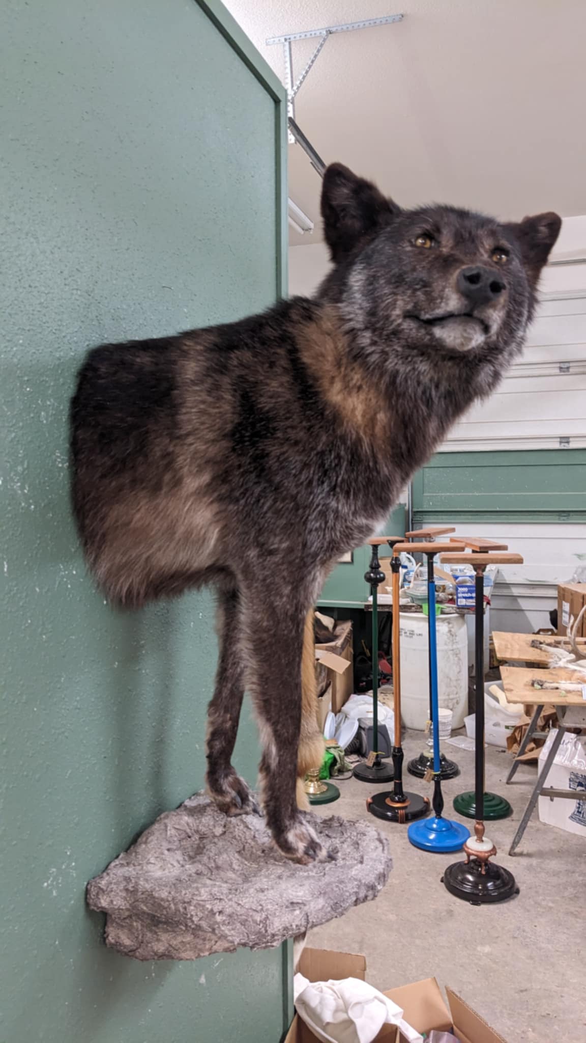 FHPAT200- Alaskan Wolf wall taxidermy mount