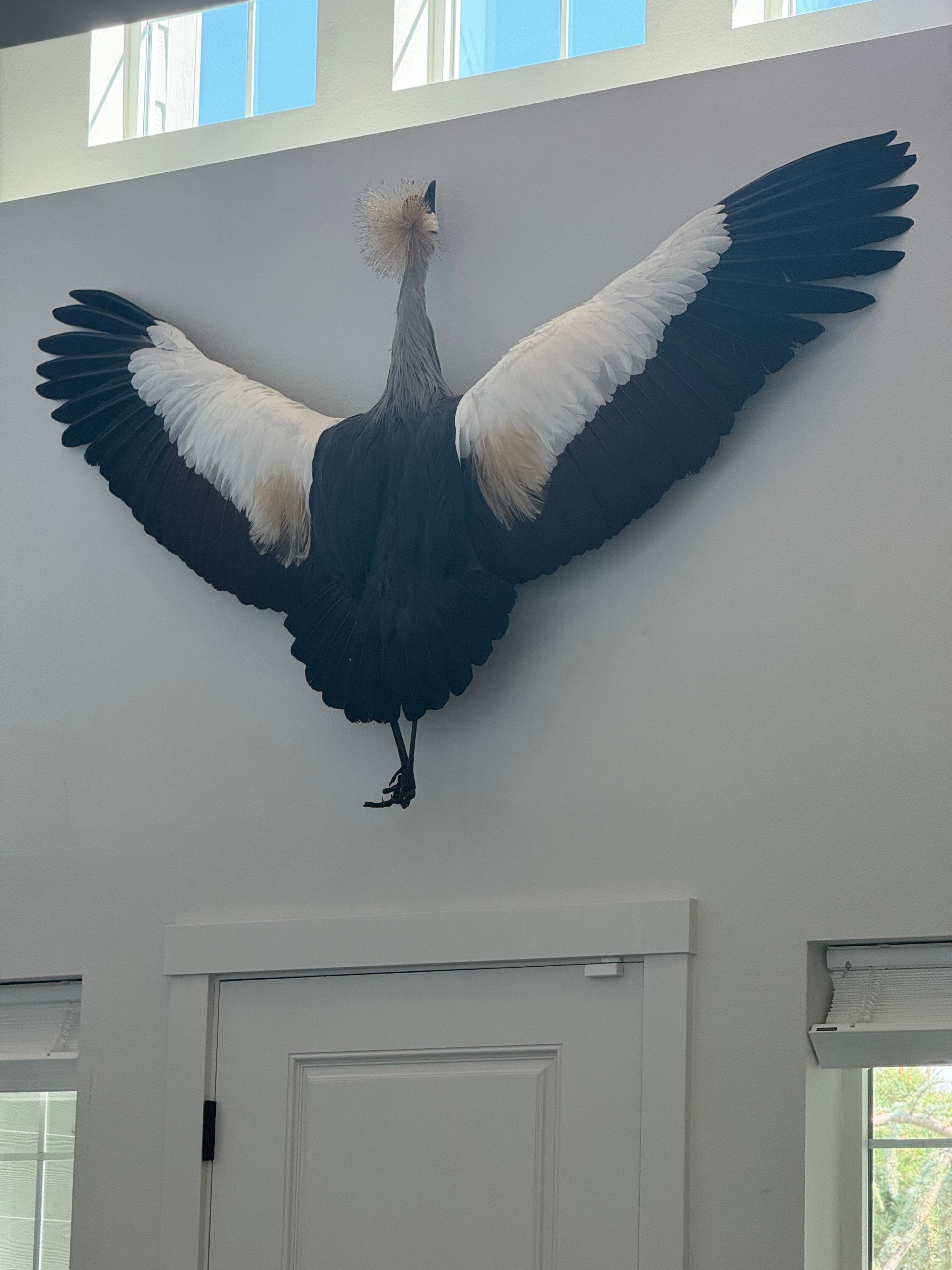 FH1598-Museum Quality GREY-CROWNED CRANE TAXIDERMY BIRD MOUNT FLYING POSE